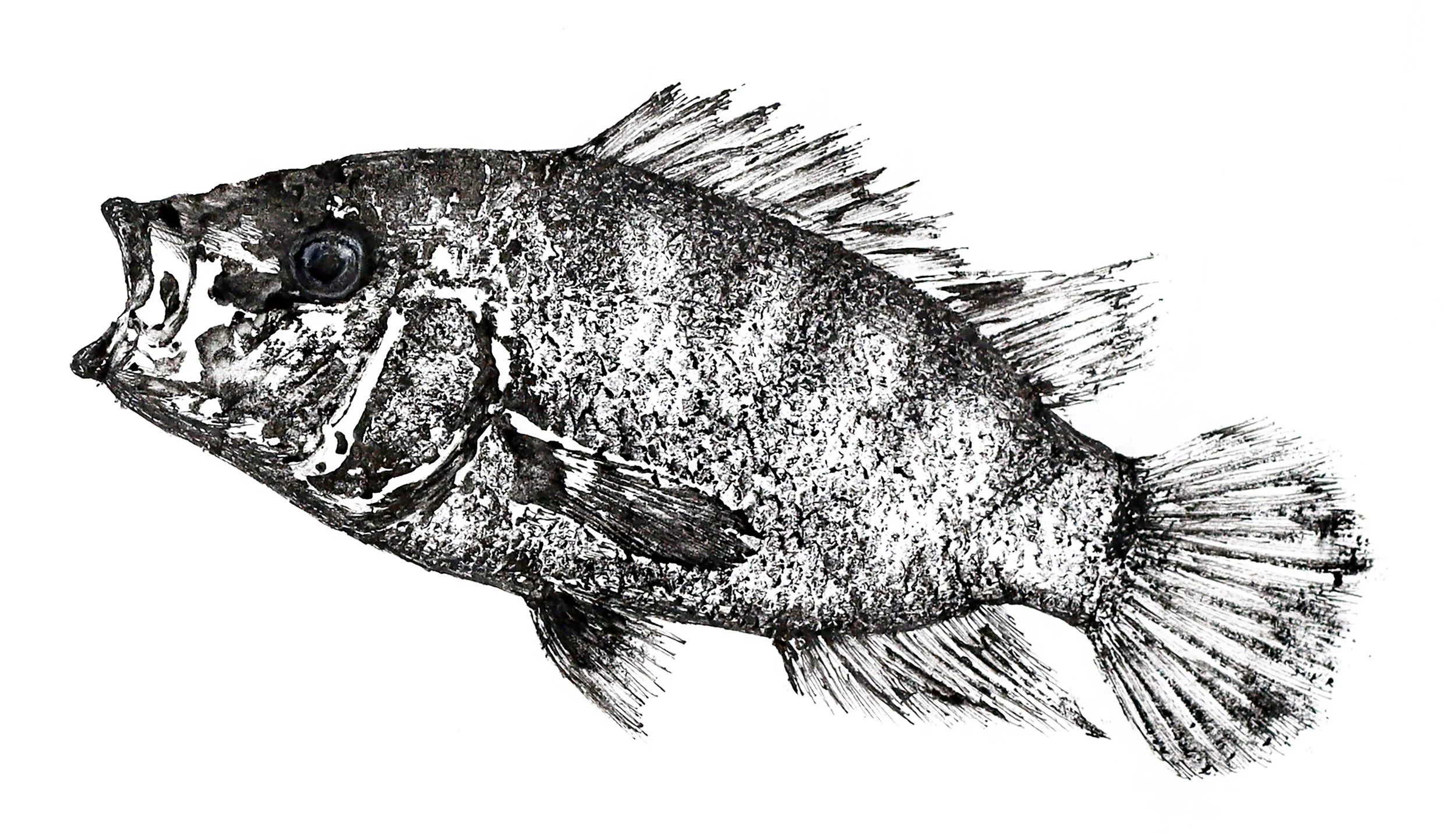Mayan Cichlid