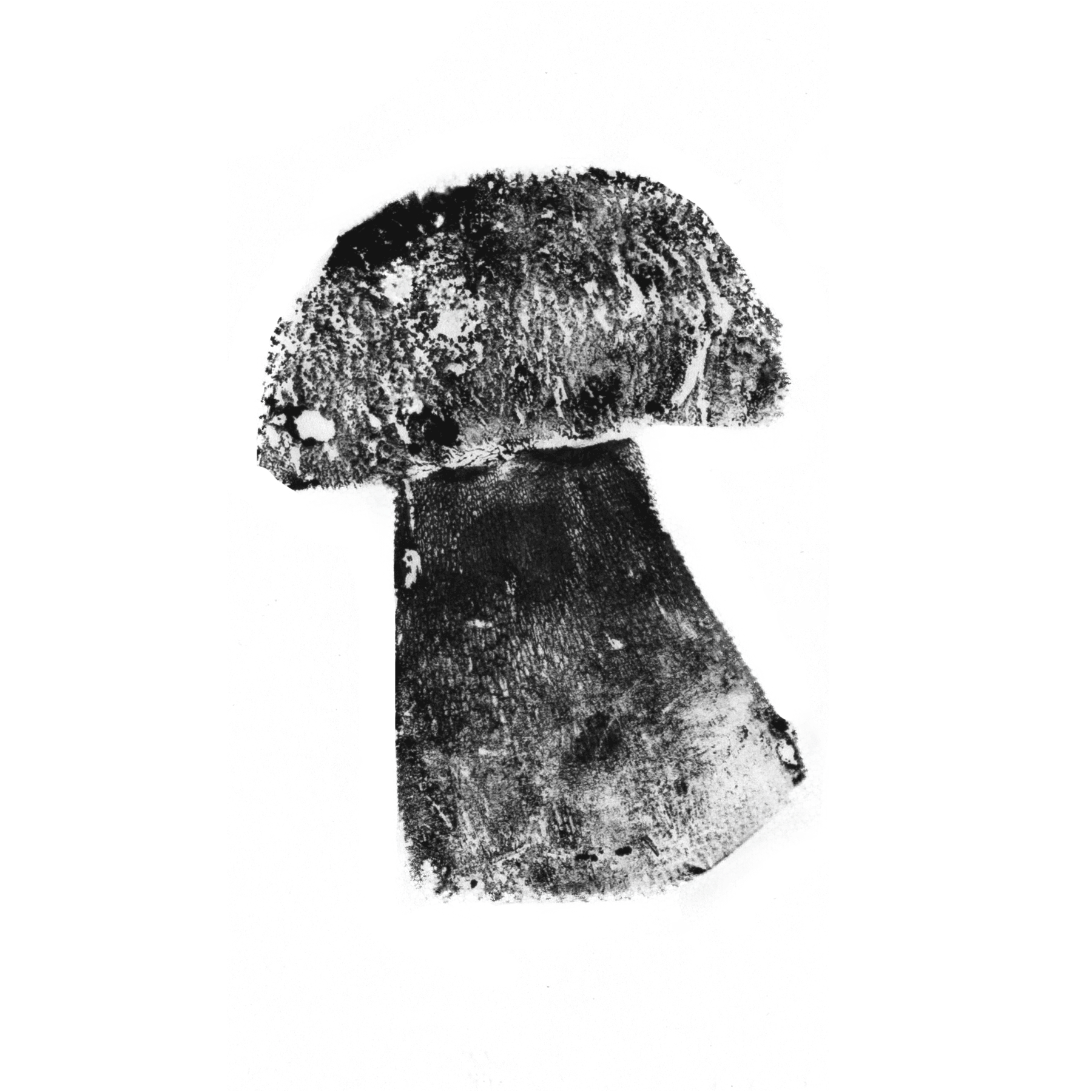 Porcini 1