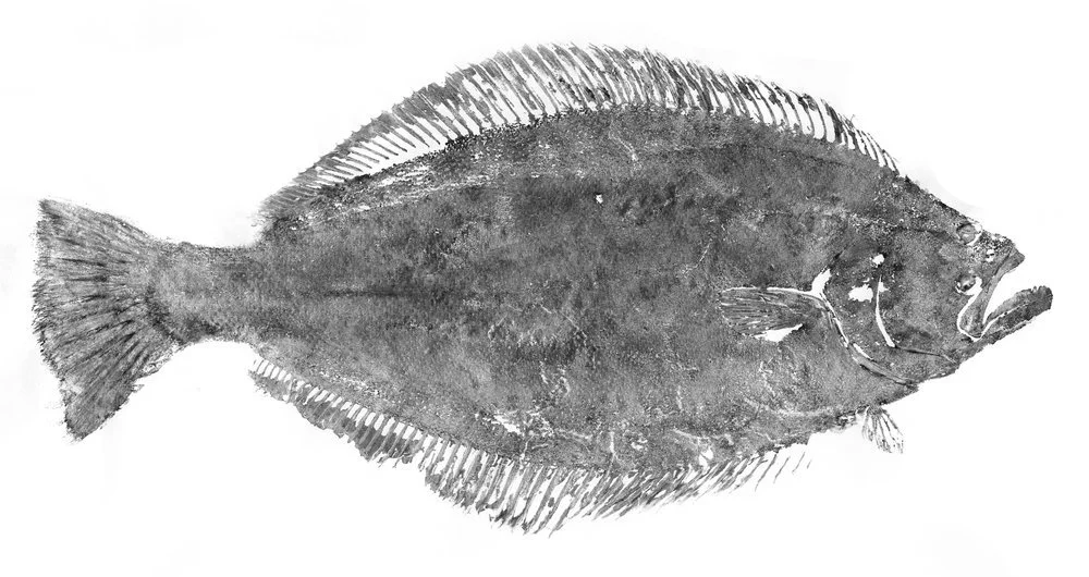 Halibut 1