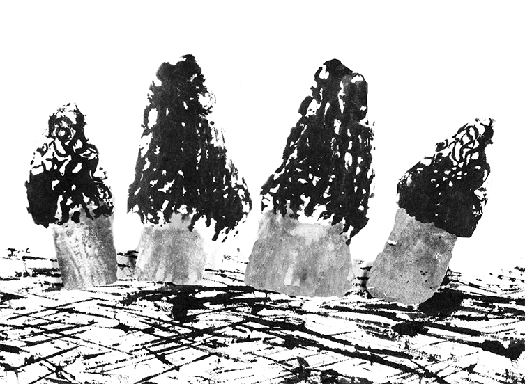 Morels 1