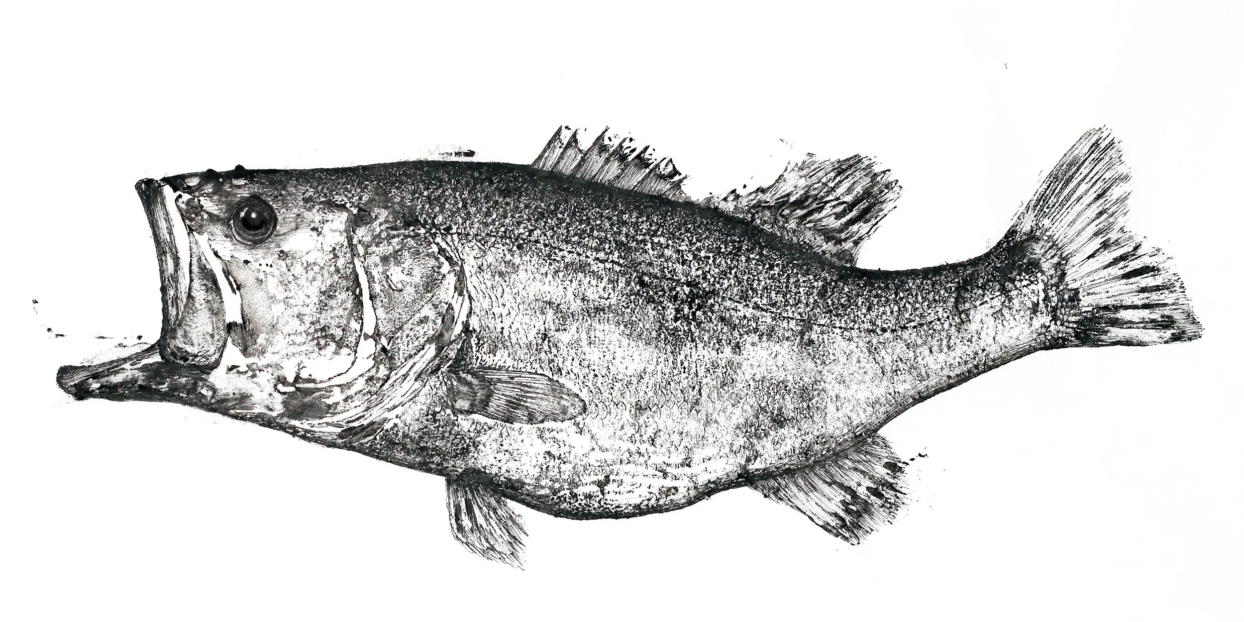 Largemouth striking 1