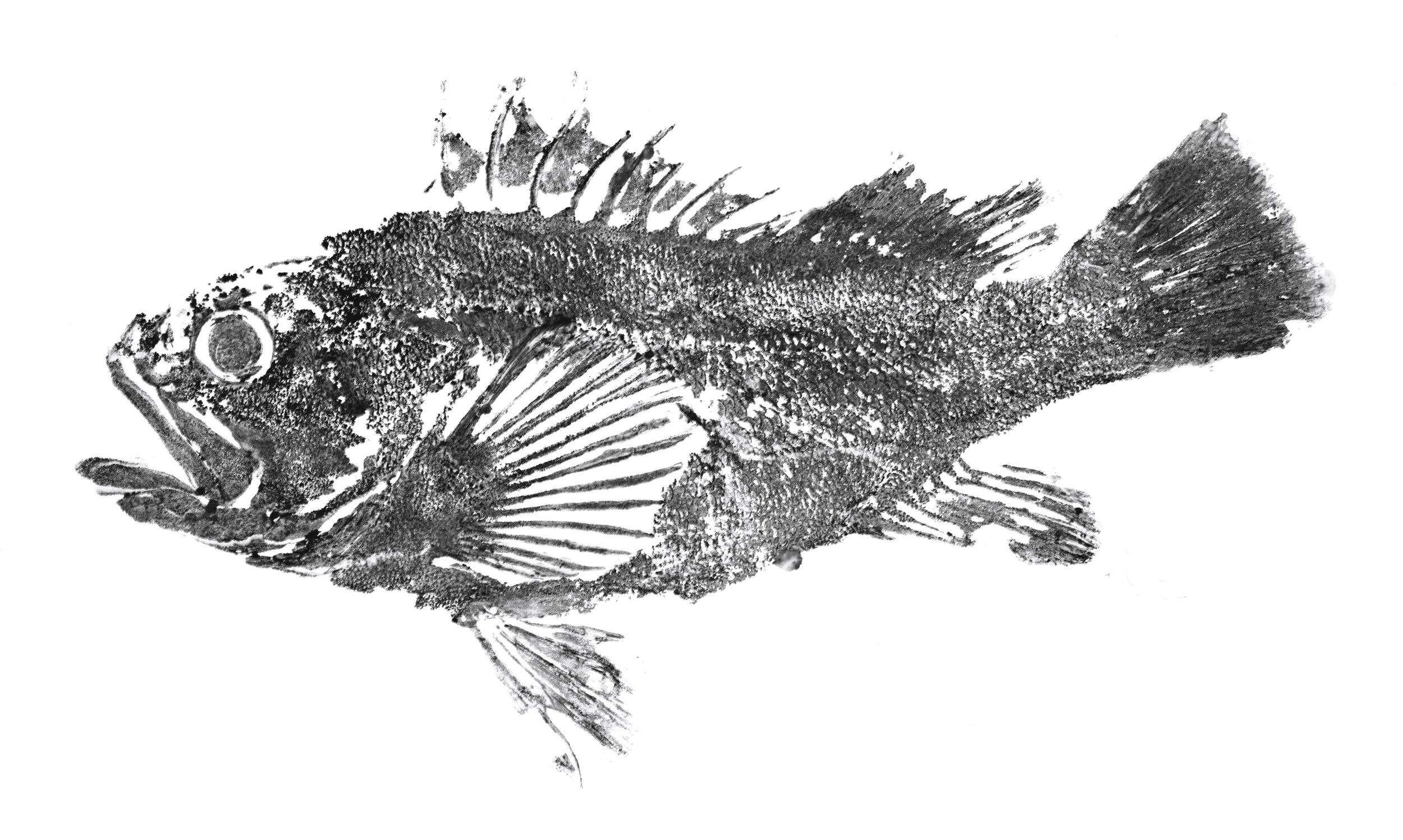 Rockfish 2