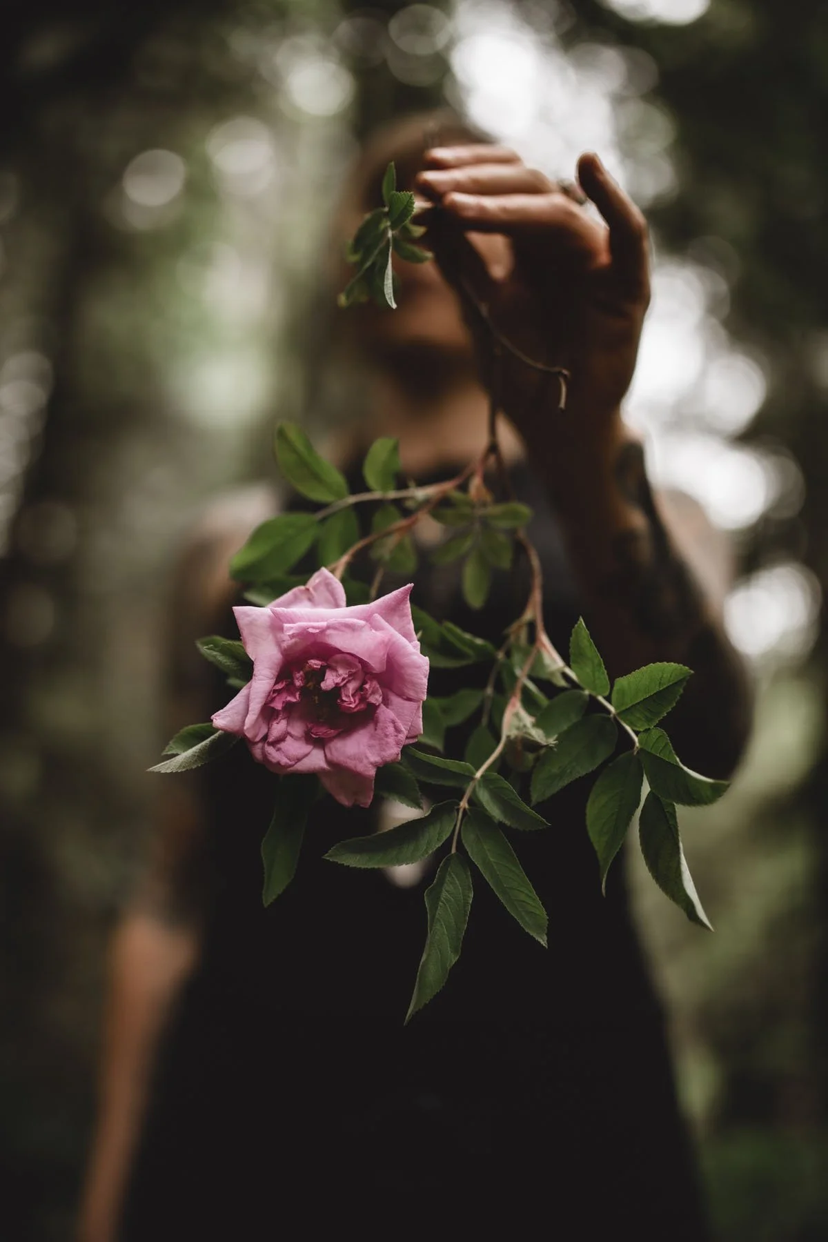 A soft pink rose on a leafy branch in sharp focus, with a blurred figure standing in the forest behind it.