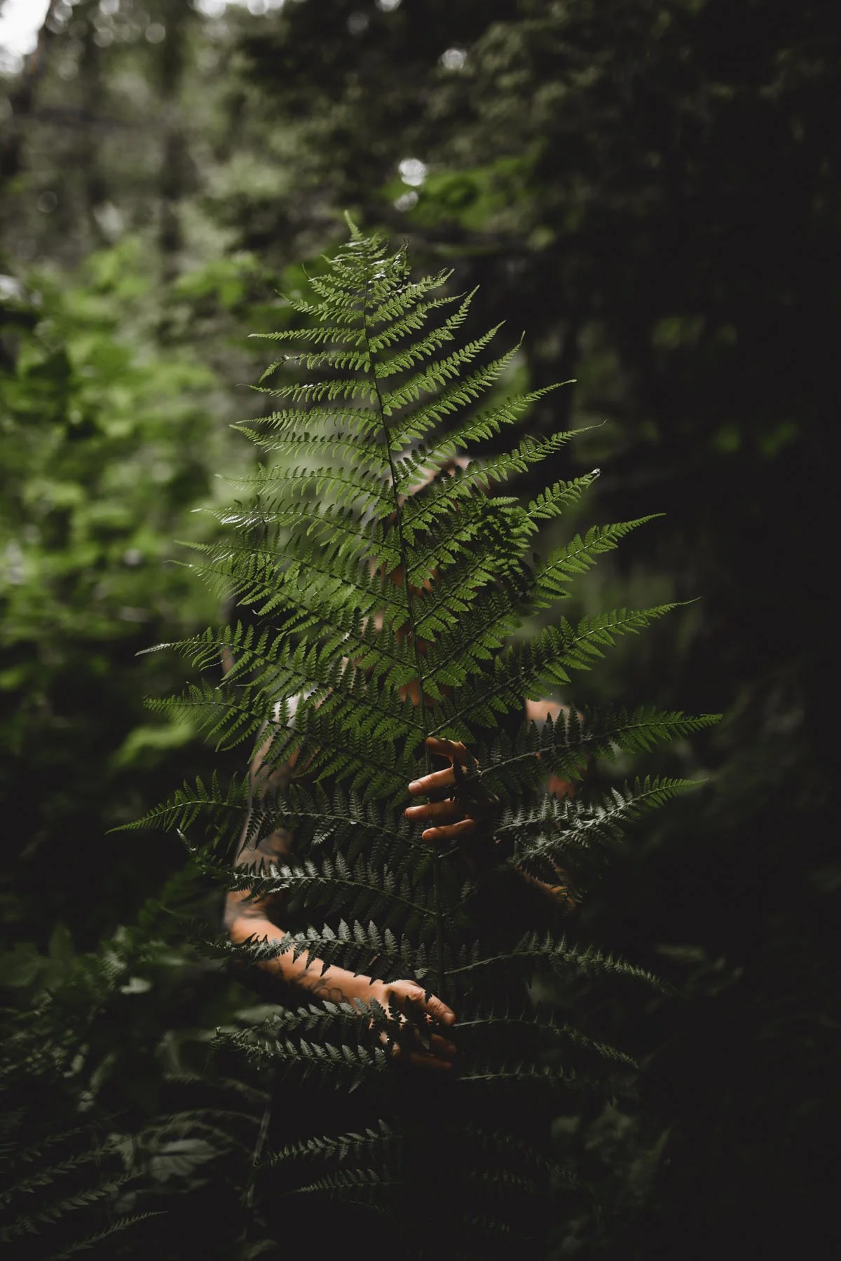Hands gently hold a large fern frond in a dense forest, partially obscuring the person behind it.
