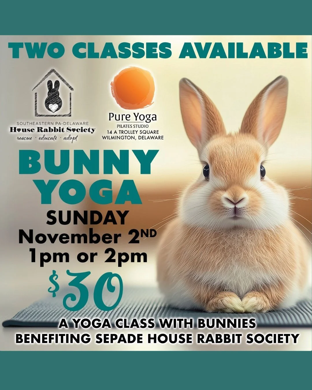 Yoga with bunnies sounds like something of your wildest dreams, but it is real! This is an all levels yoga class while bunnies hop around. 
All profits benefit the rescued bunnies of SEPADE House Rabbit Society. Sign up now, classes usually sell out,