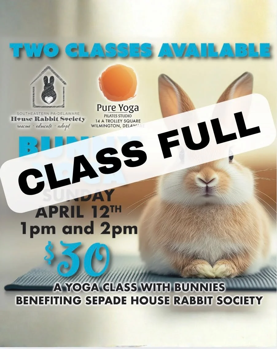 Bunny Yoga classes are now full! Thank you for supporting the SE Pennsylvania/ Delaware House Rabbit Society.