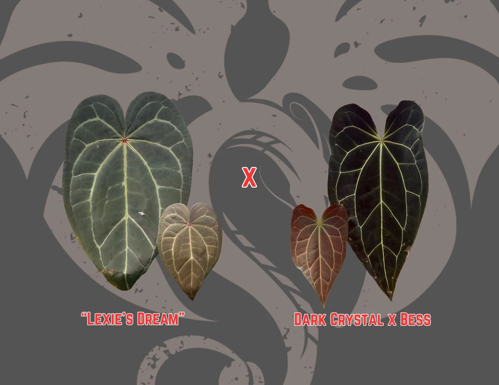 "Lexie's Dream" x (DC x Bess)