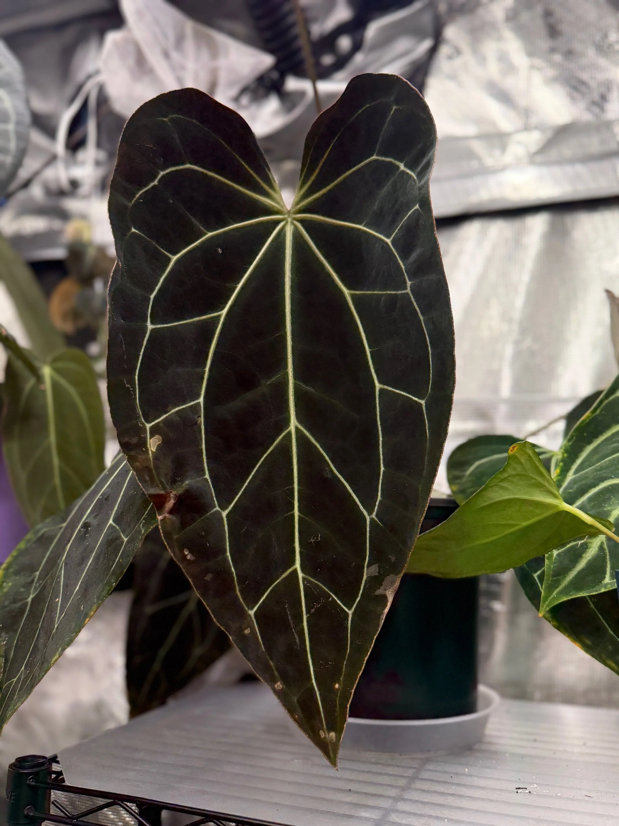 Dark Crystal x Besseae Aff