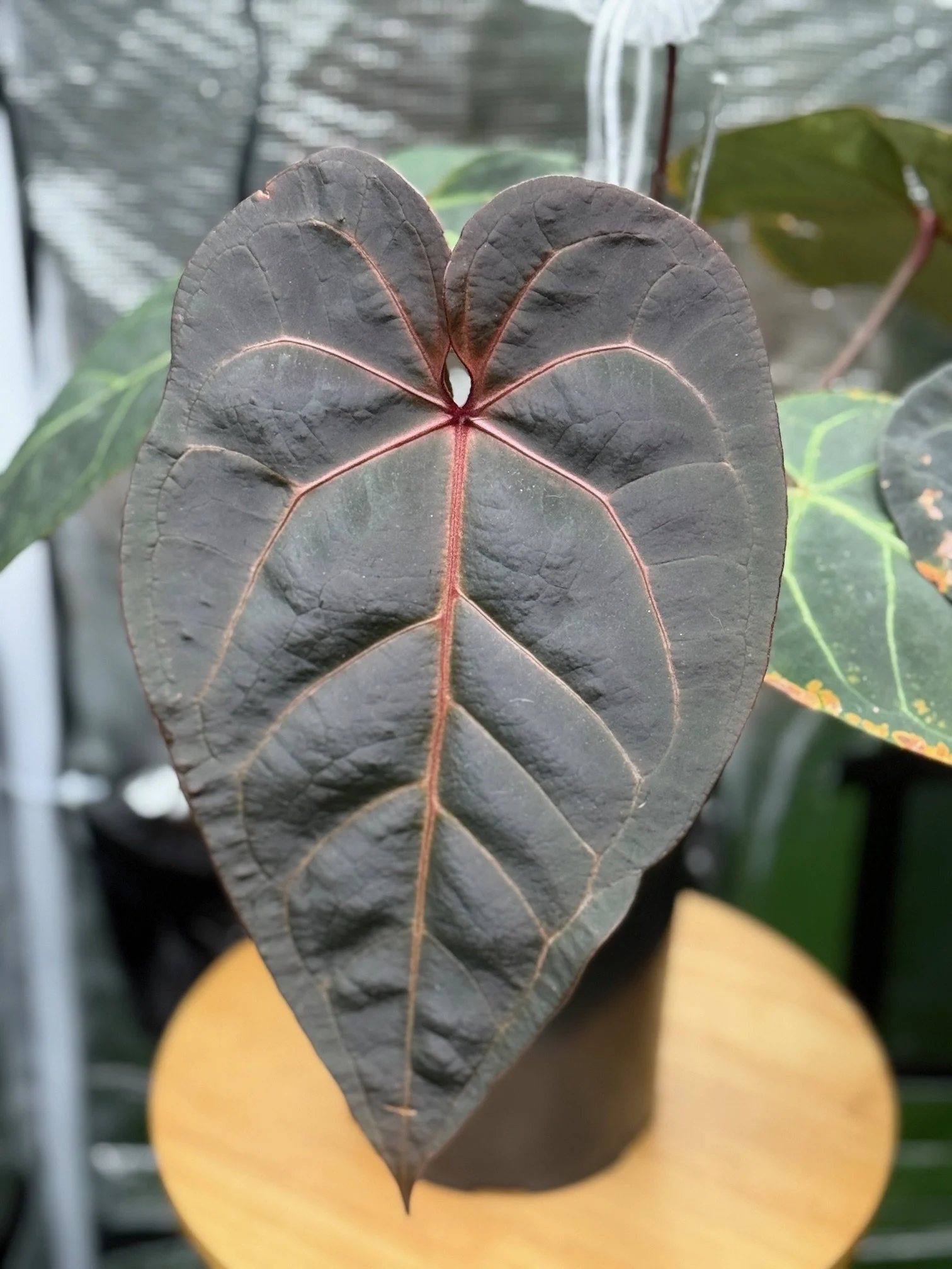 Dark and Handsome x Red Velvet Cake