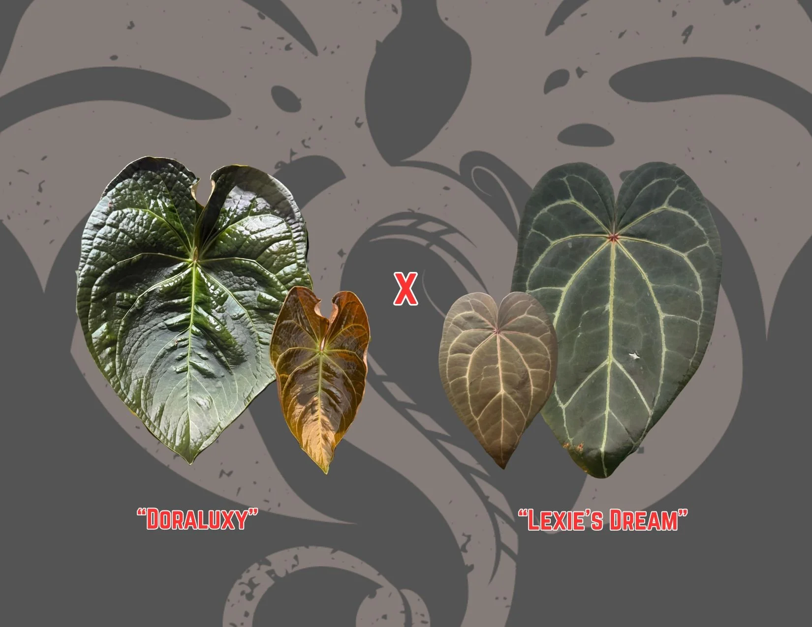 "Doraluxy" X "Lexie's Dream"