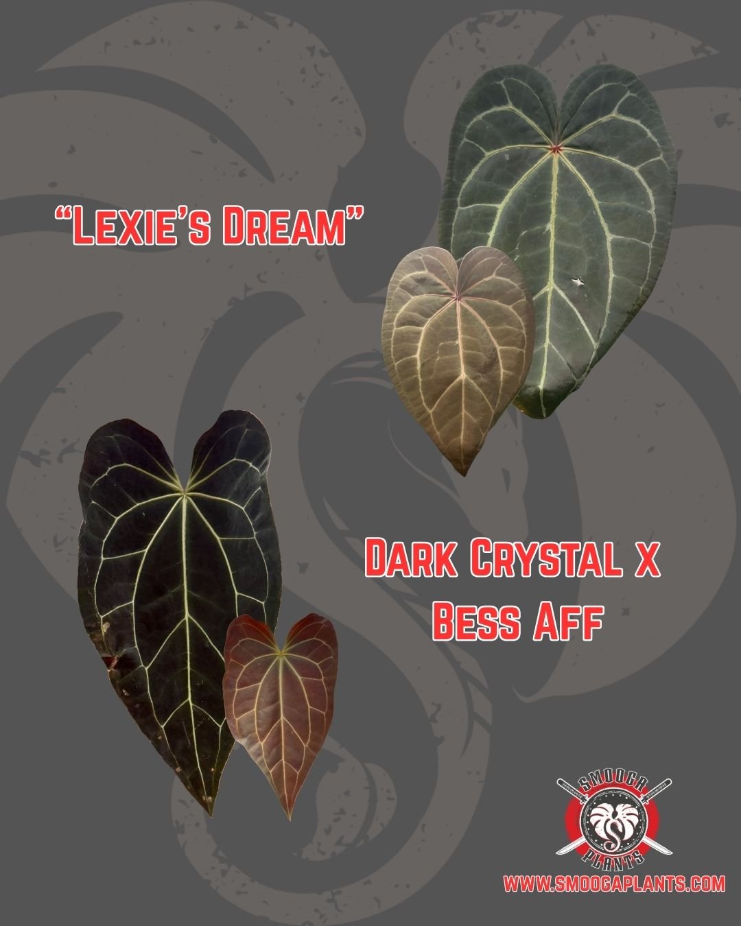 "Lexie's Dream" x (DC x Bess)