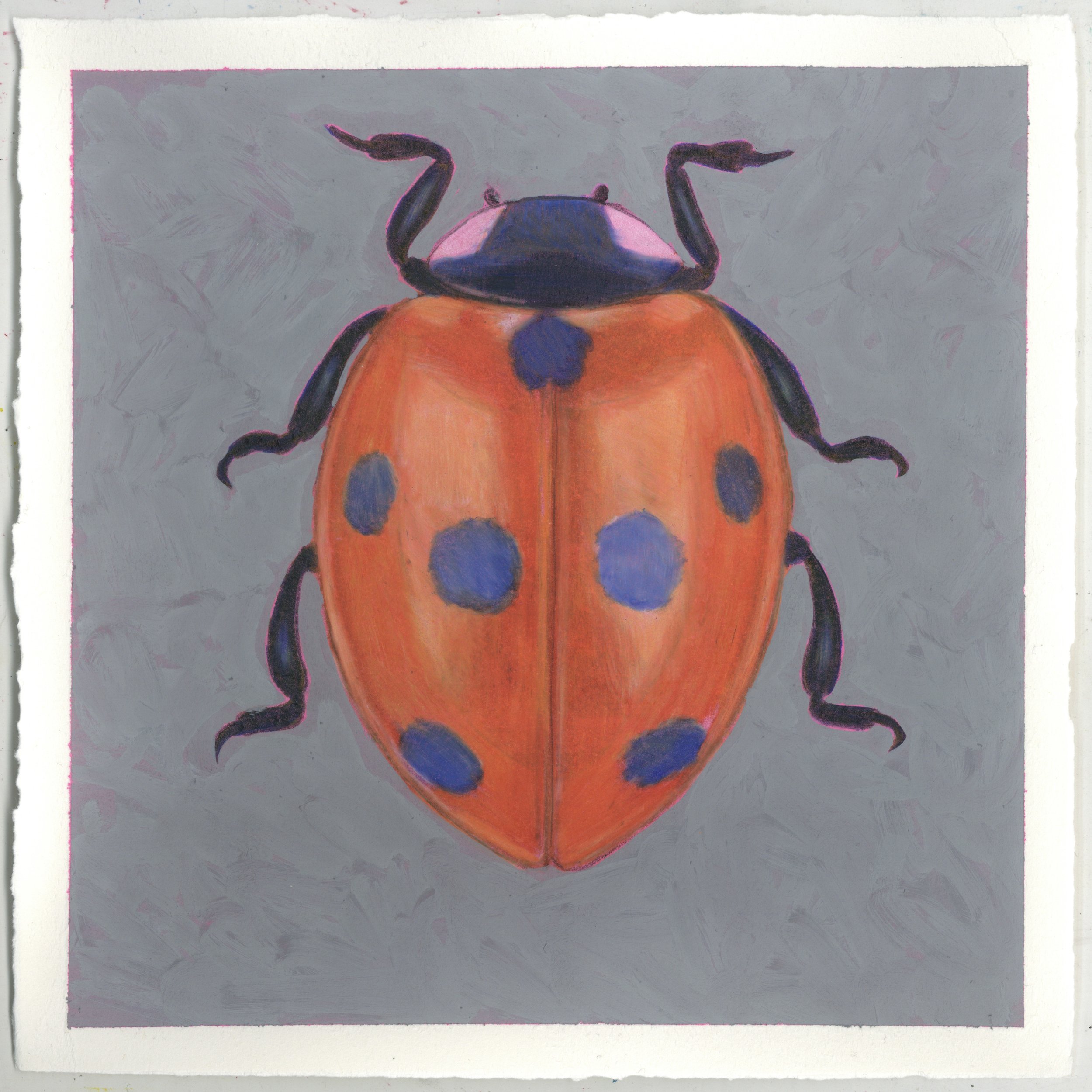 Coccinella septempunctata; Seven-Spotted Ladybird