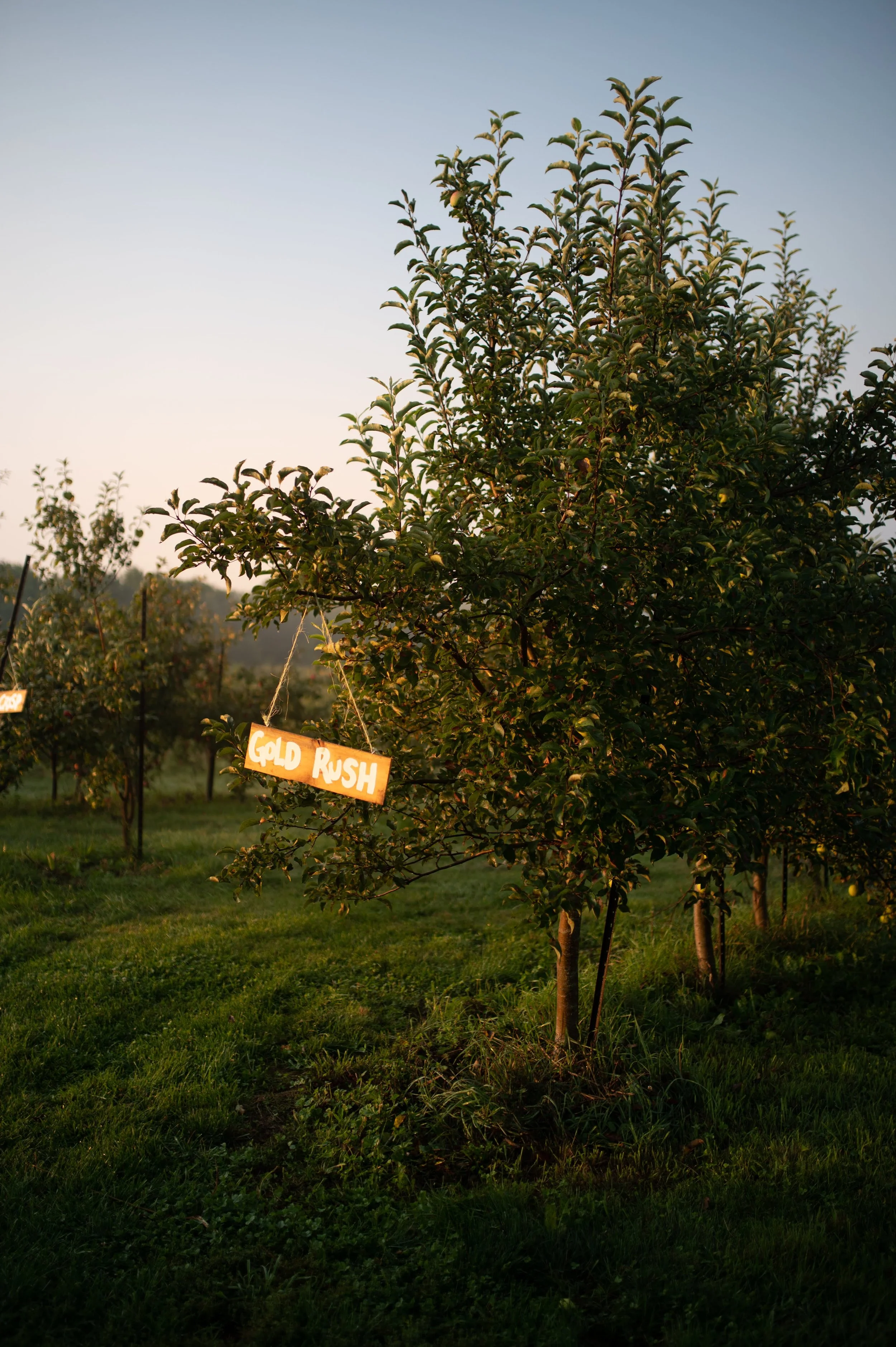 Hike Local, Pick Local: Trails and Orchards to Enjoy Together