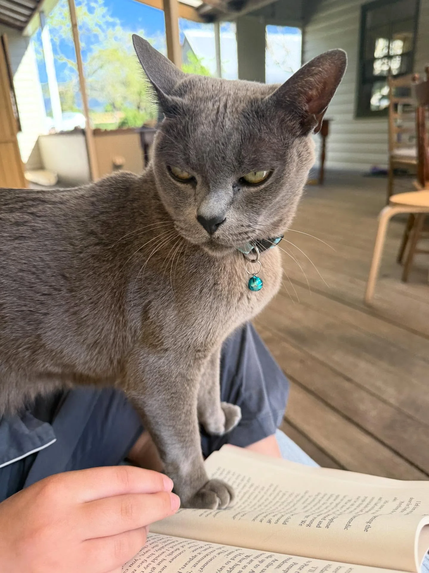 Happy 9th birthday to the our basic sweet guy, the tiny criminal Leonard Cohen. ❤️