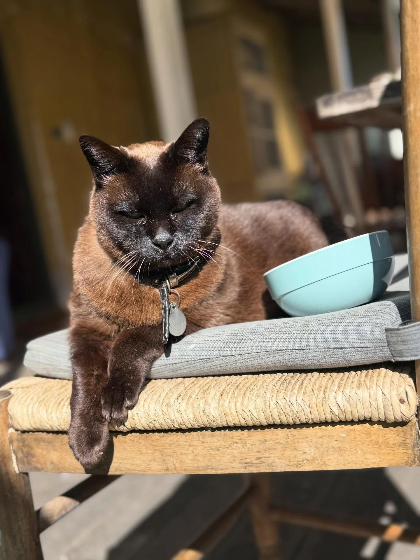 🎉 Happy 20th Birthday to the sweetest brown lady, our glorious Gusto! Two decades of love and devotion🥰 , and still going strong. Her secrets to a long and healthy life are eating all the natural yogurt you can steal, sleeping under the covers wher