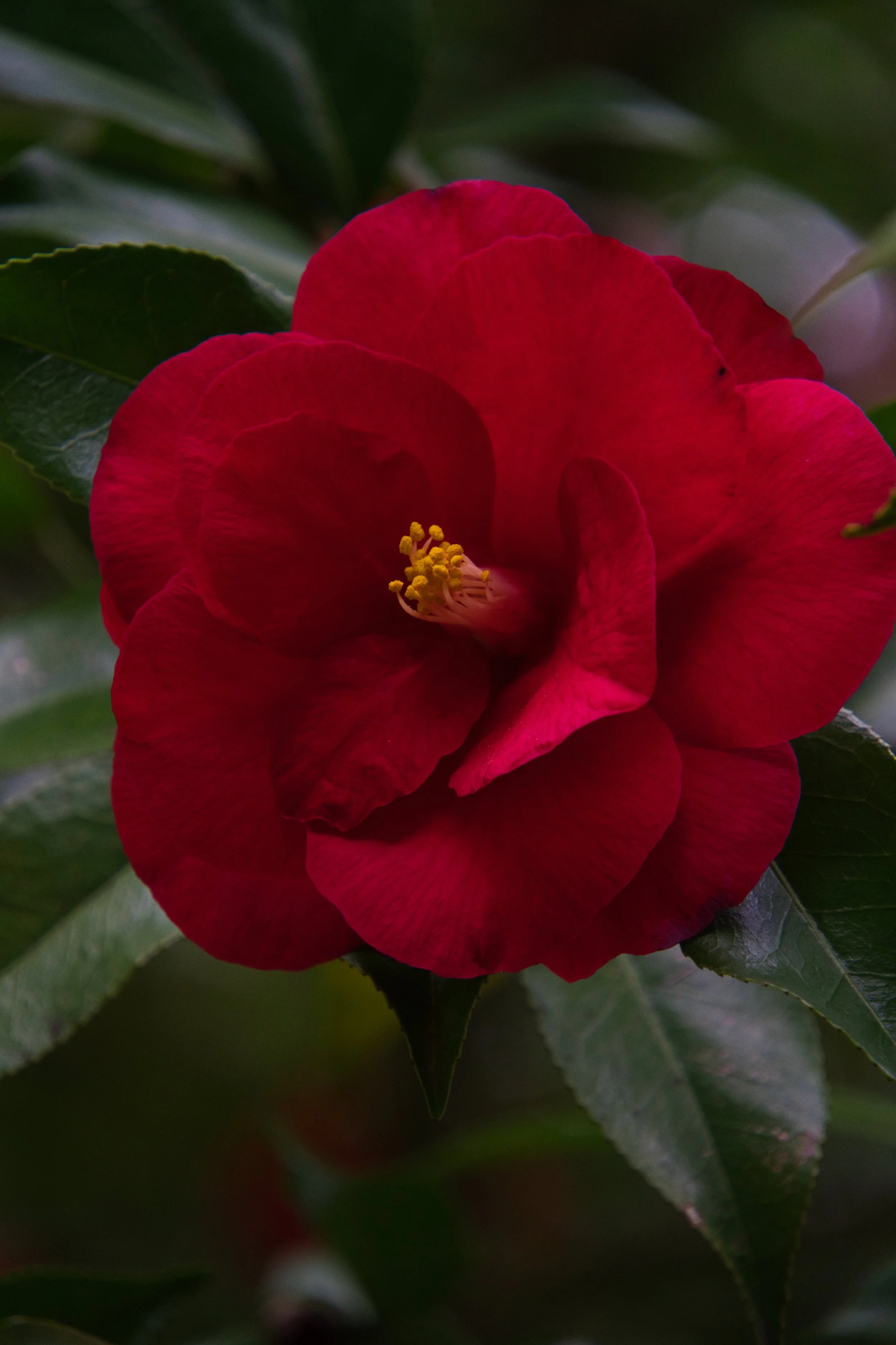 DSC04738.jpg