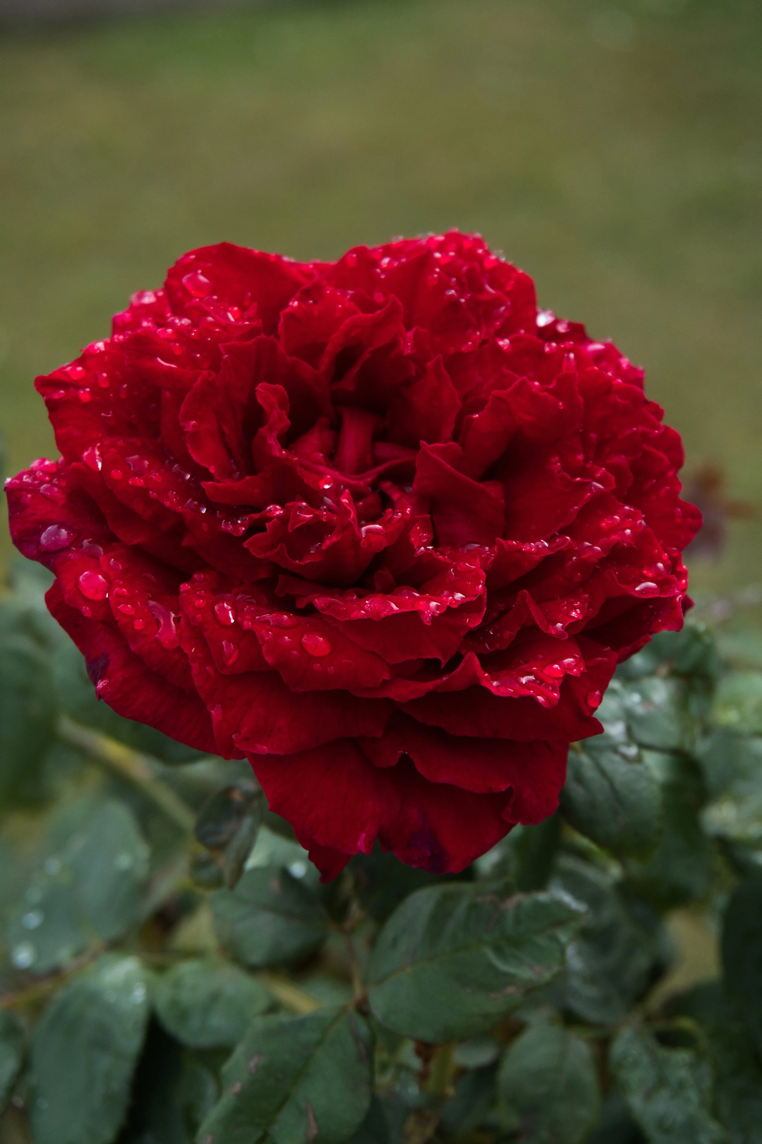 DSC00423.jpg