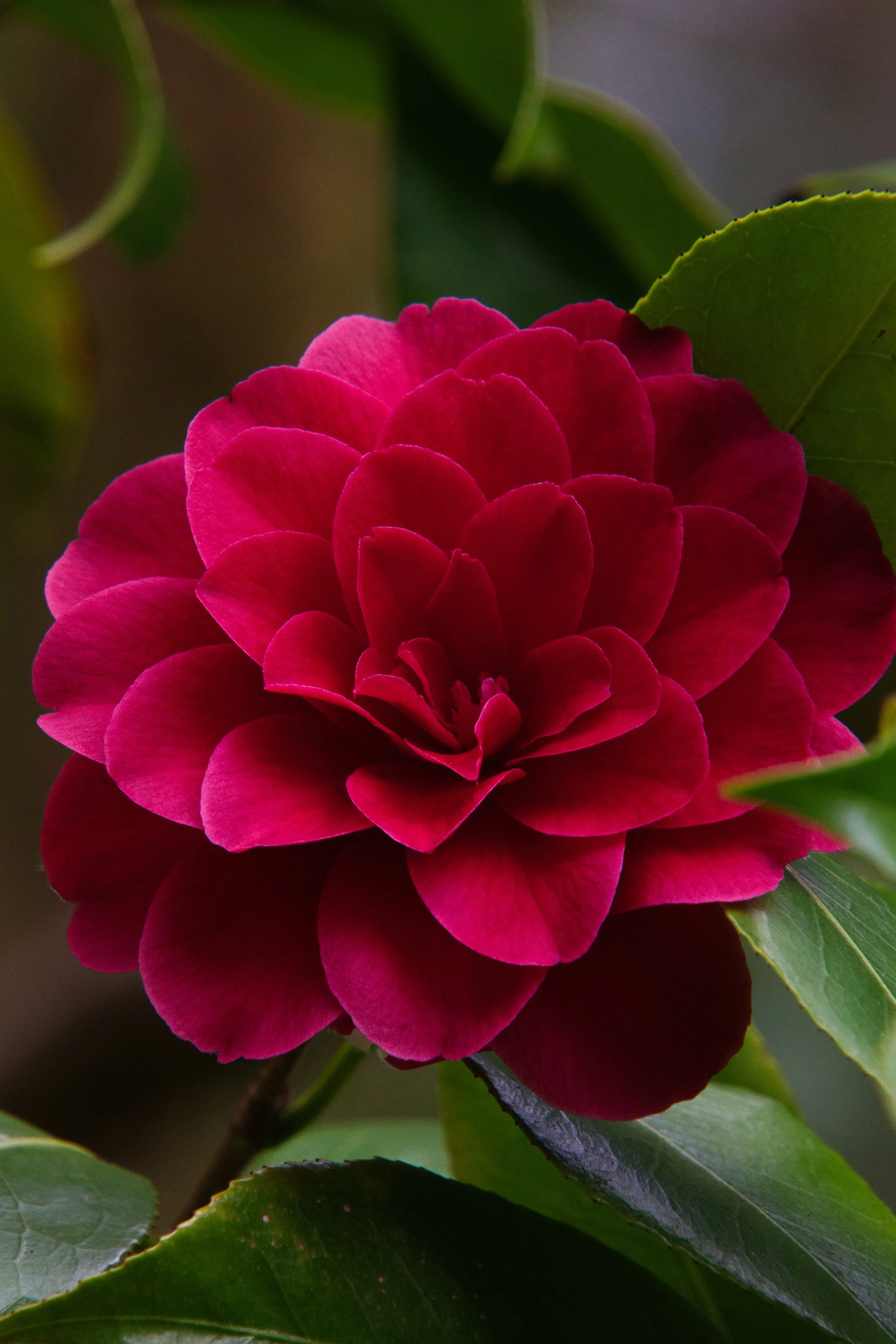 DSC04810.jpg