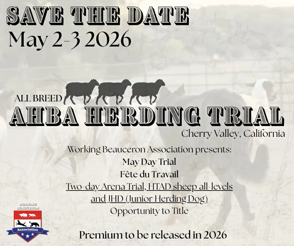 AHBA Herding Trial