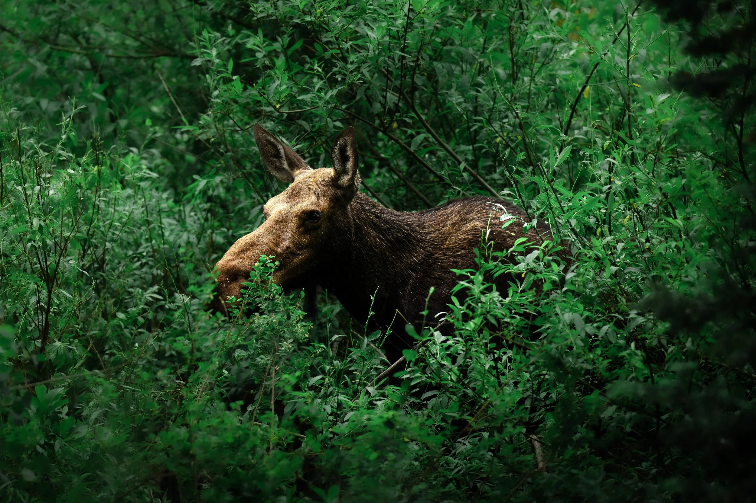 A moose partially obscured by green foliage in a dense forest.