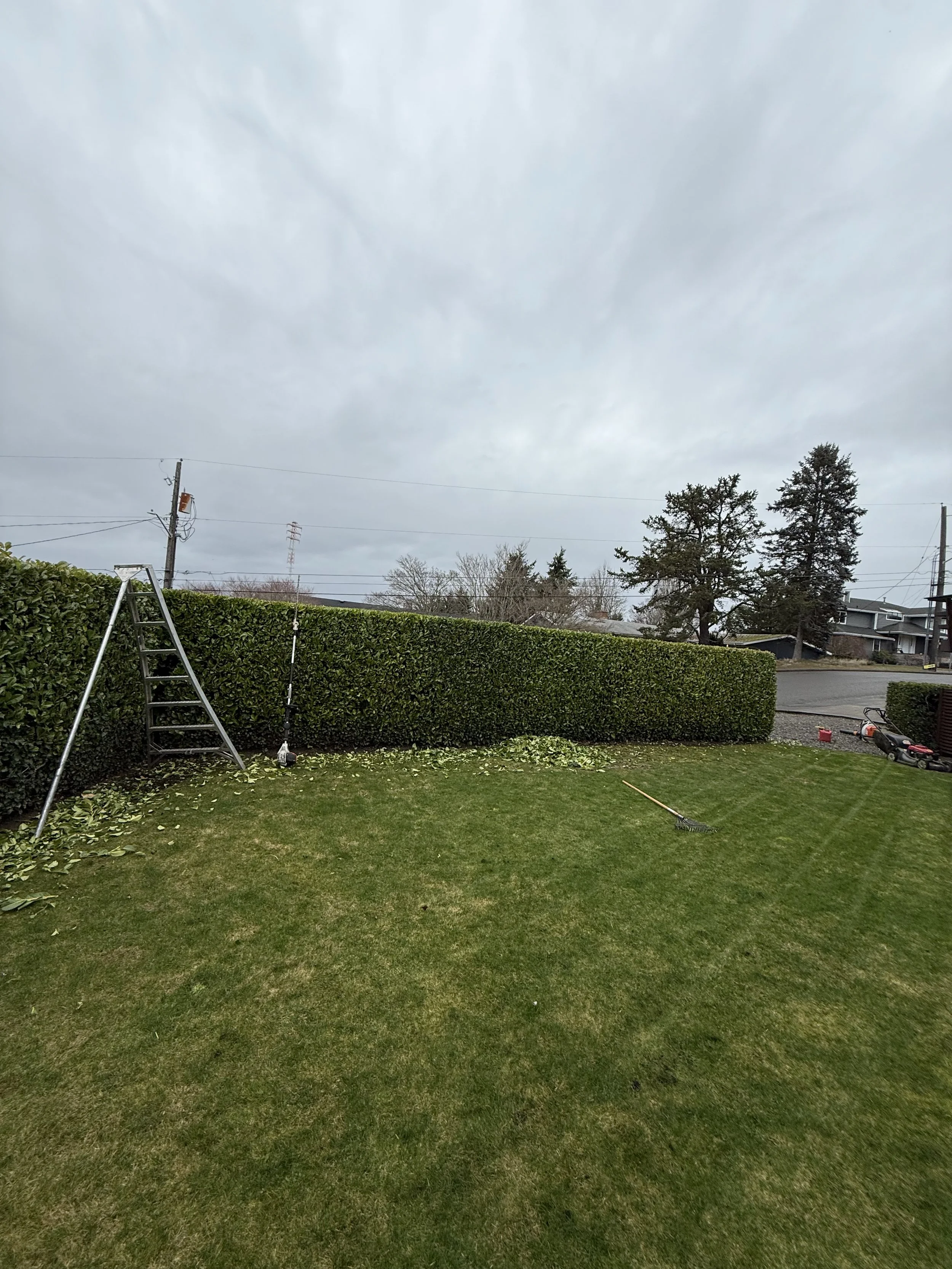 A backyard lawn with a ladder and gardening tools, surrounded by a tall hedge under a cloudy sky.