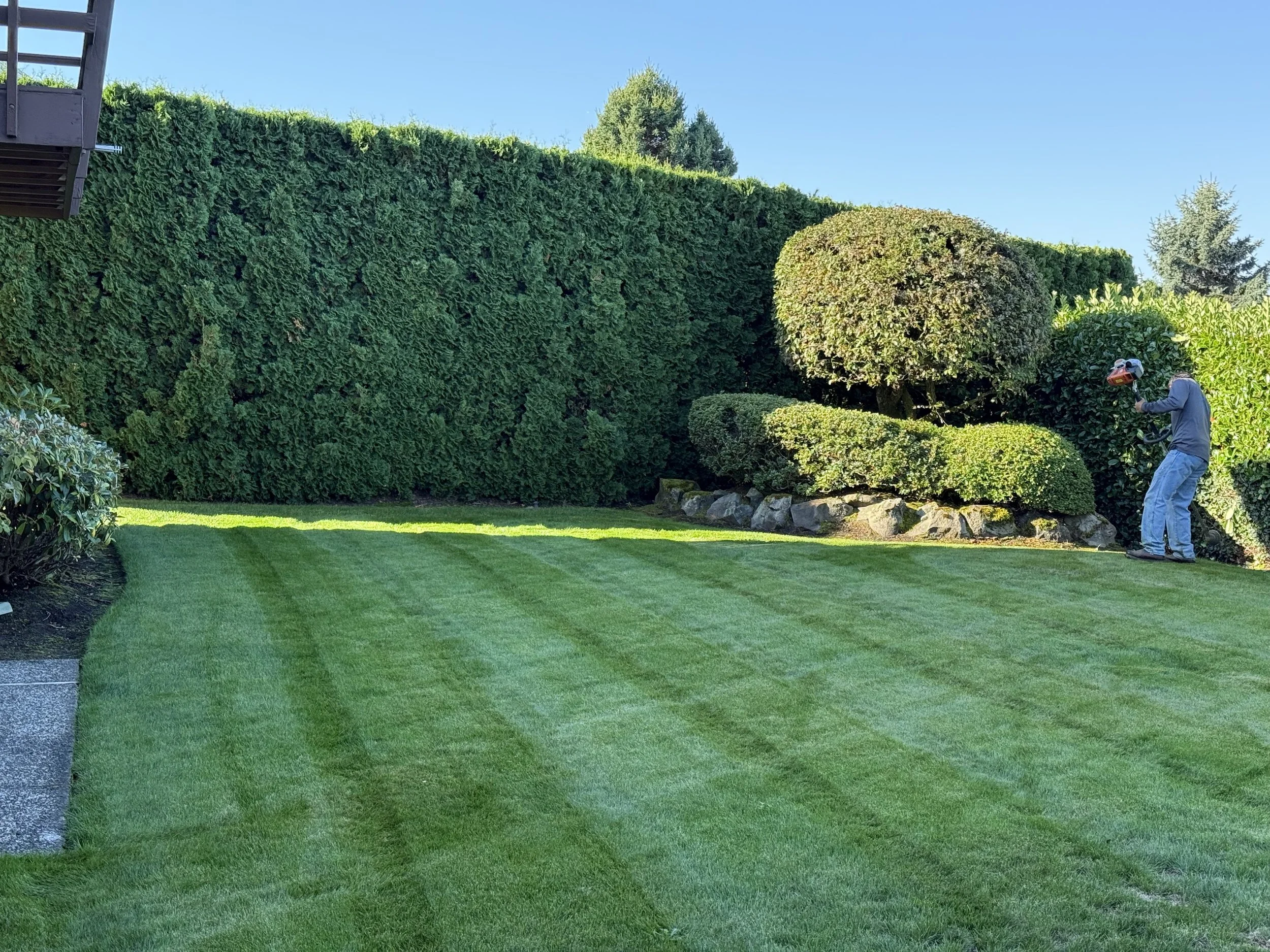 A person wearing a helmet and holding a leaf blower, standing next to a manicured lawn and surrounded by trimmed bushes and trees on a sunny day.