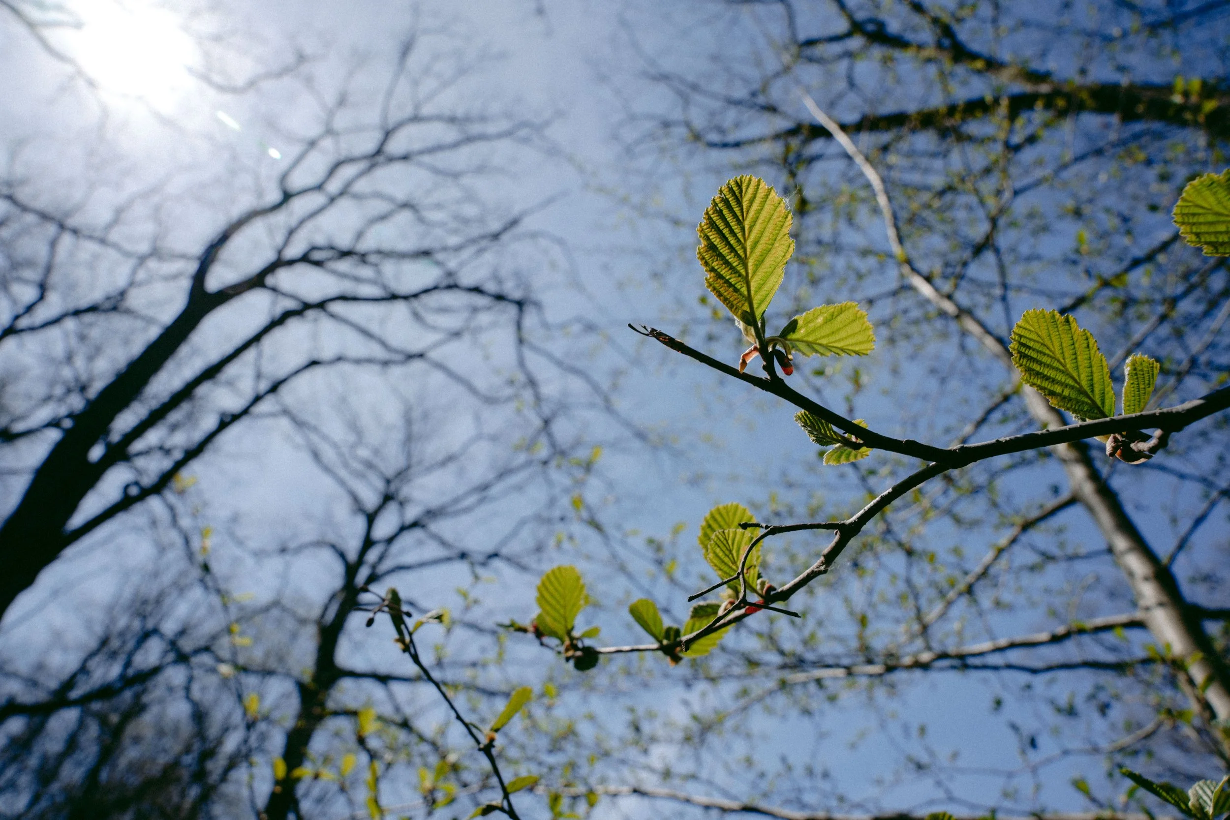New Beginnings, Dormancy, Transition, Resilience, Sprouting Flow, Spring Awakening.