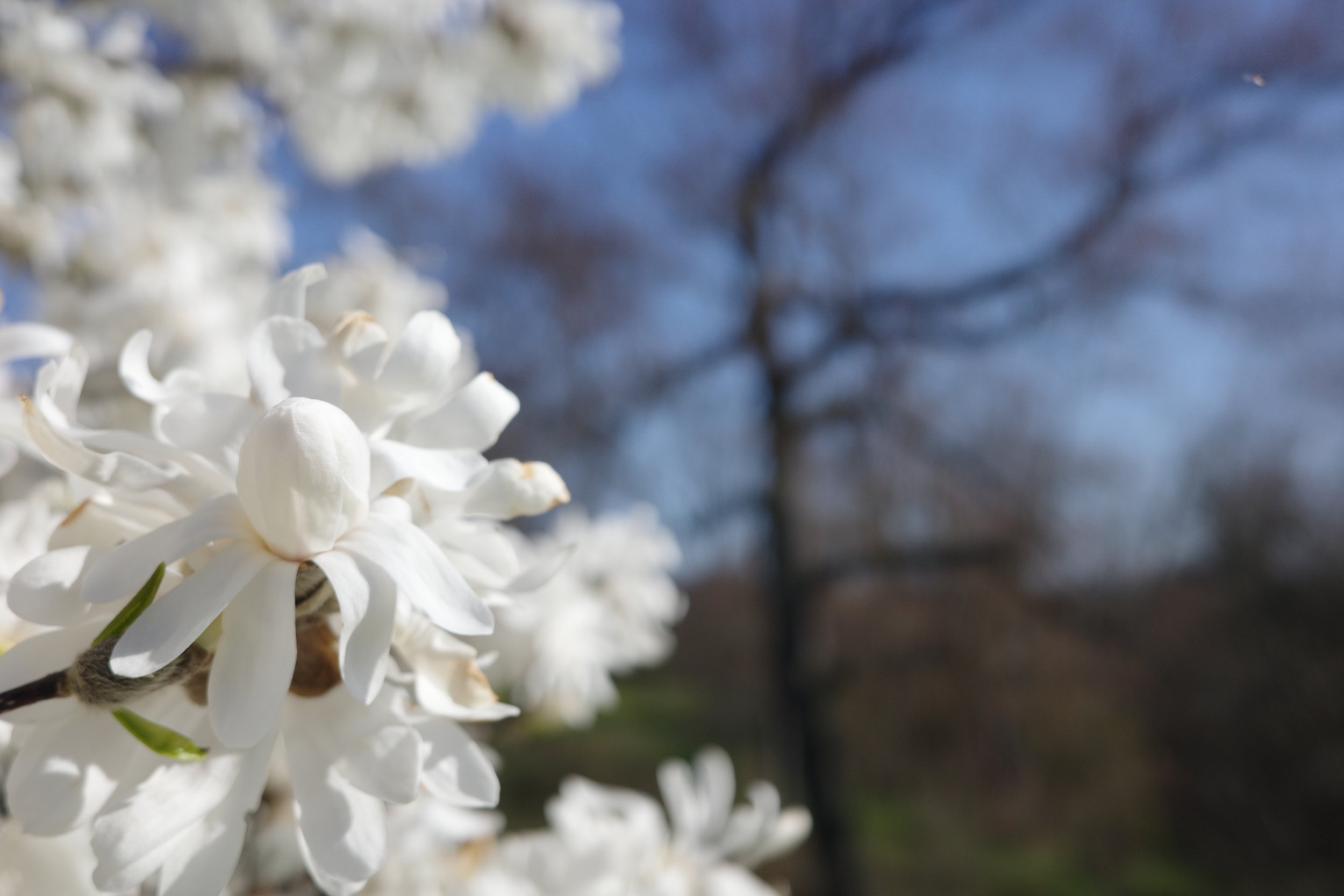 White magnolia flowers, star magnolia bloom, spring bloom, full expression, white petals close up, flowering tree, pure flow, spring awakening, macro flower, complete bloom.