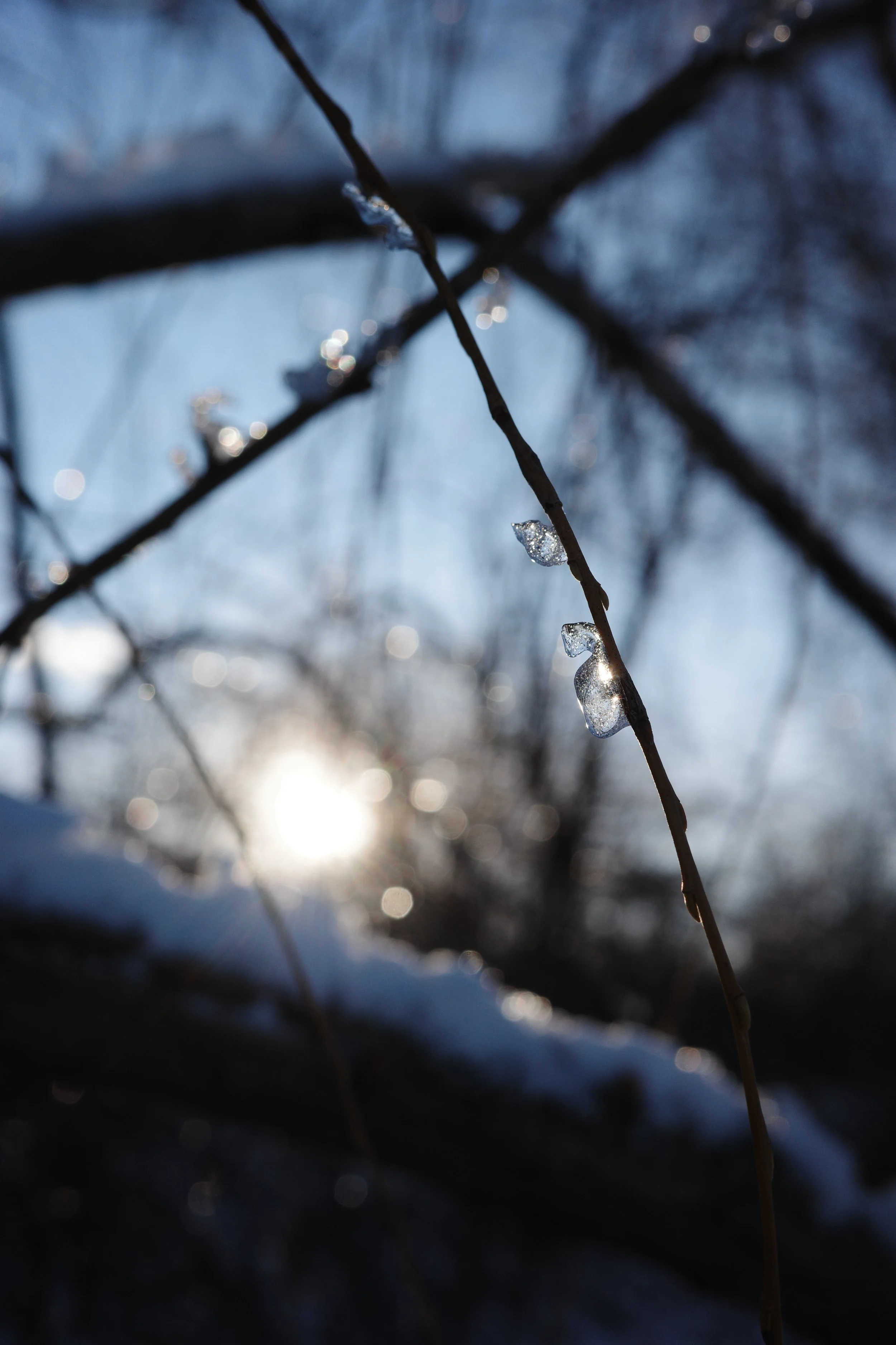 Ice on branch, frozen flow, winter bokeh, sun flare nature, deep rest, crystallized nature, winter photography, glimmer of potential, waiting for spring, dormant beauty