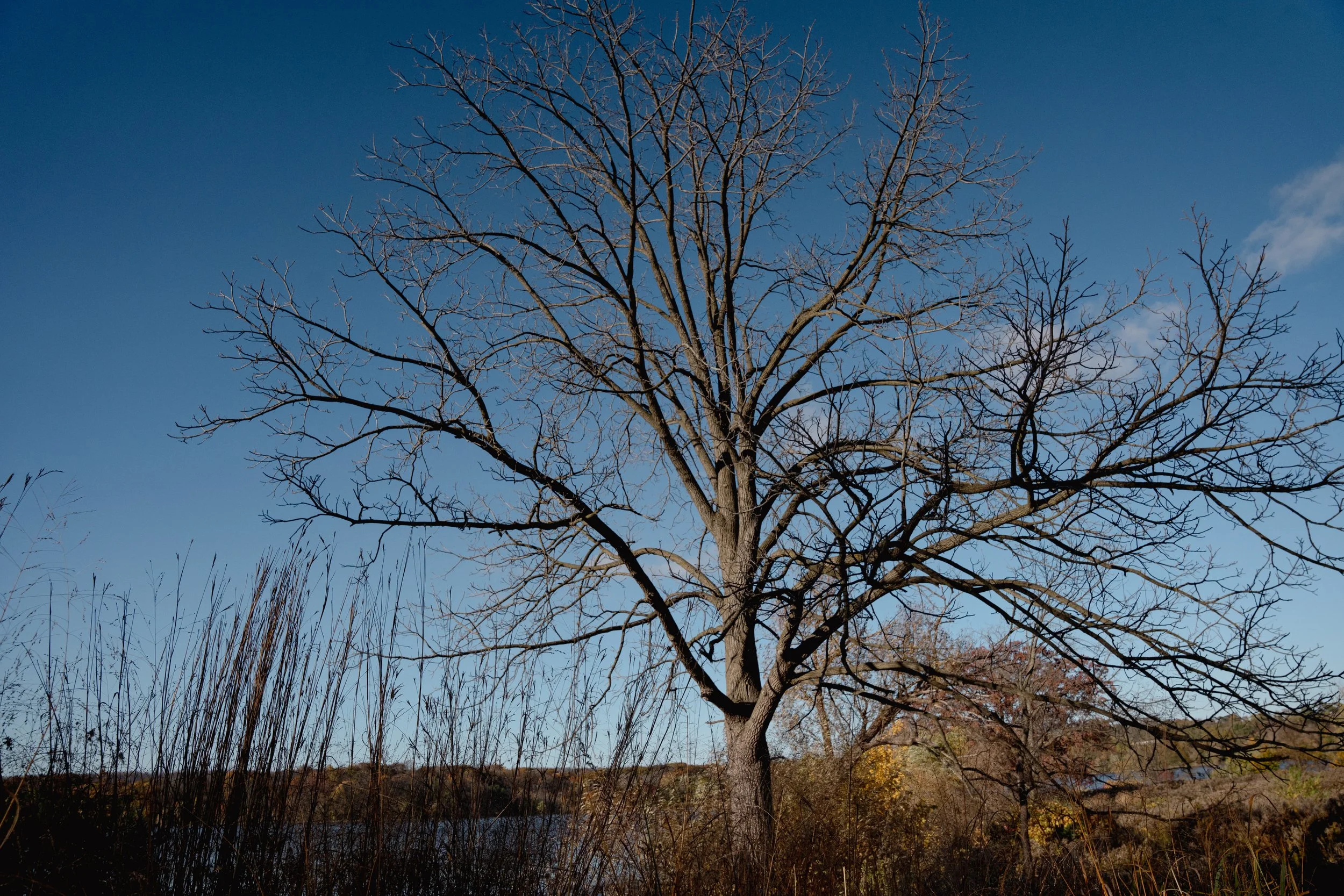 Foundation, Wisdom of Rest, Winter Structure, Deep Roots, Canopy, Majesty, End-of-Season Flow.