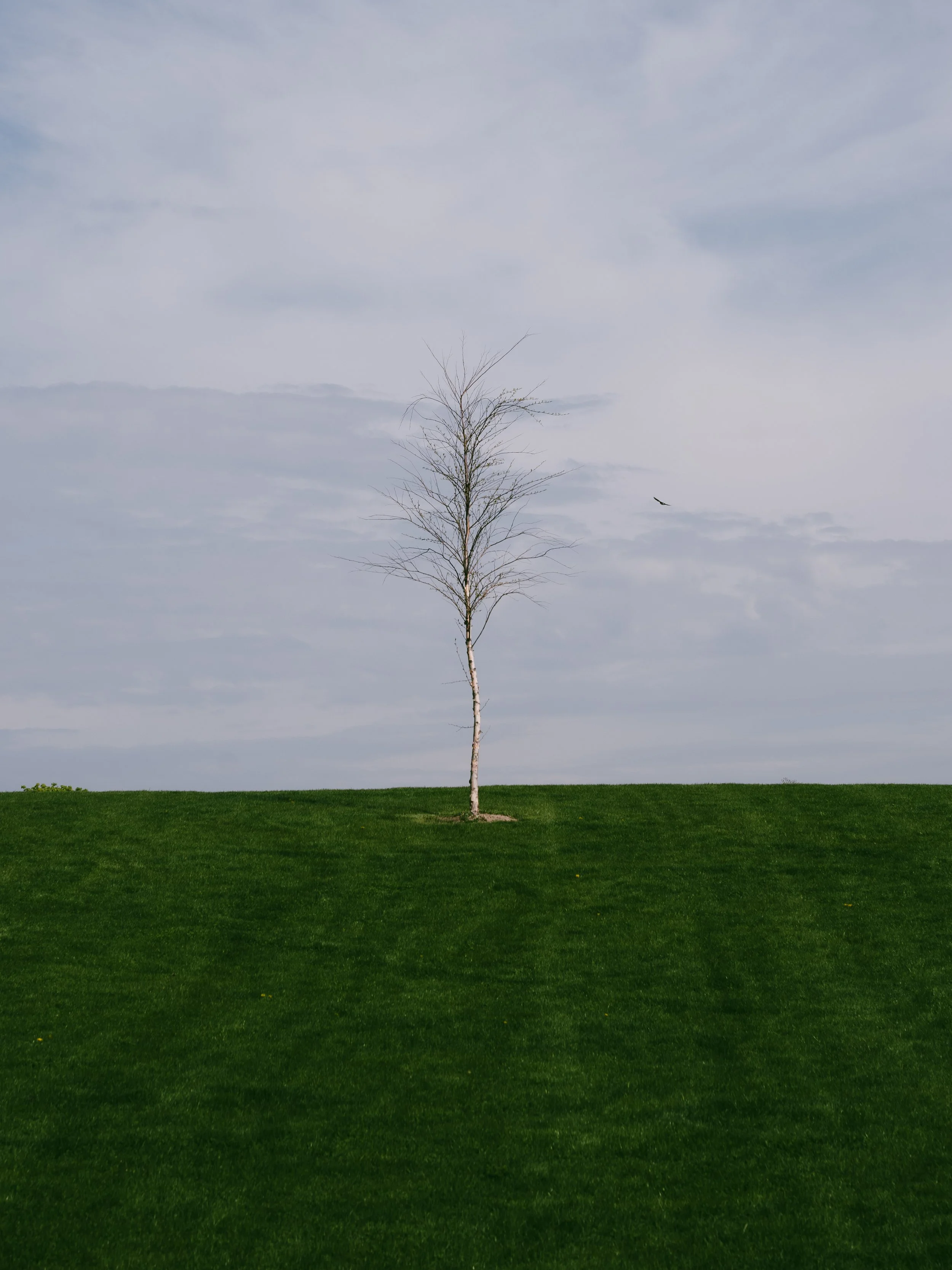 Dormancy, Endurance, Resilience, Quiet Strength, The Unseen Flow