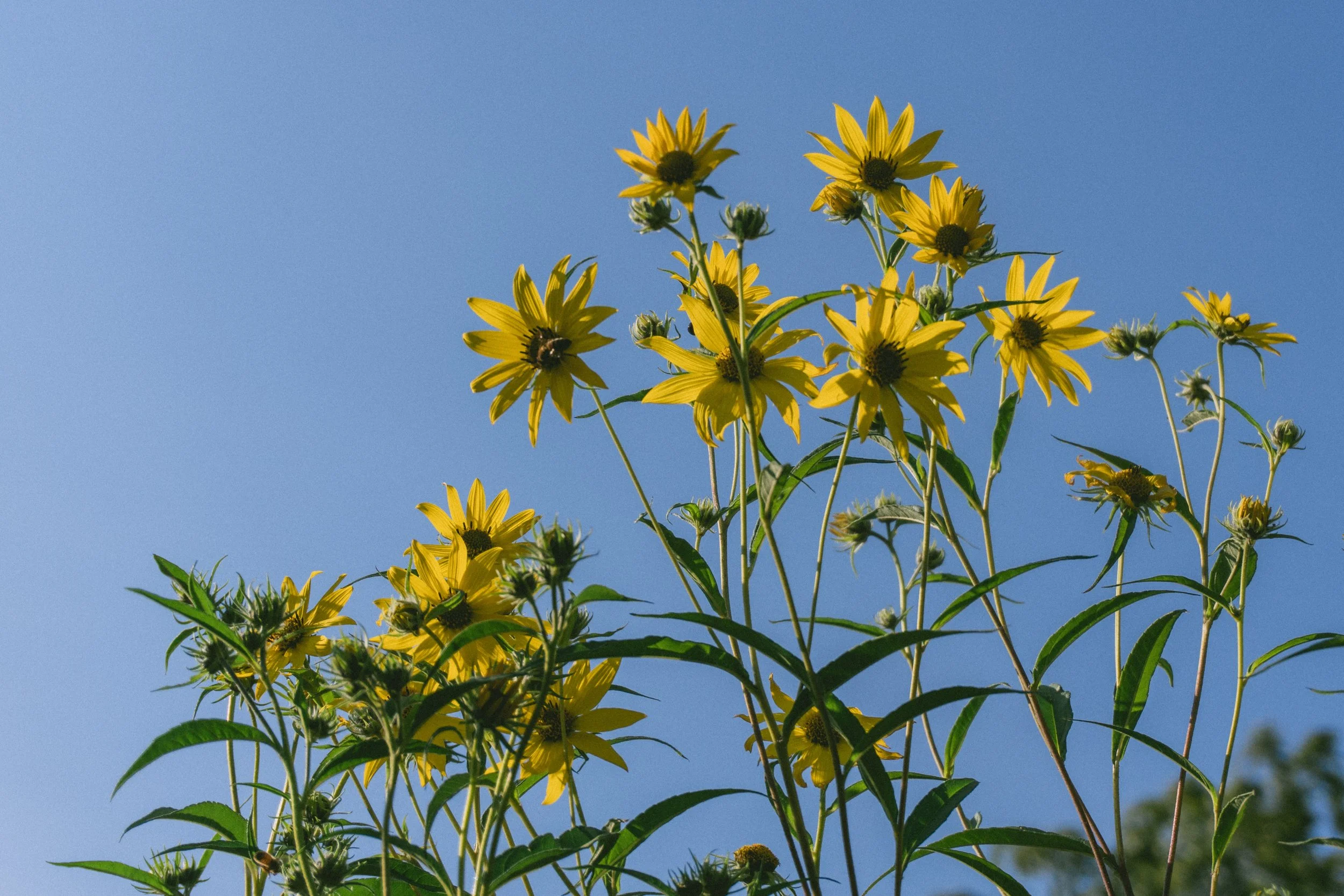Flourishing, Vitality, Aspiration, Peak Bloom, Abundance, Upward Flow