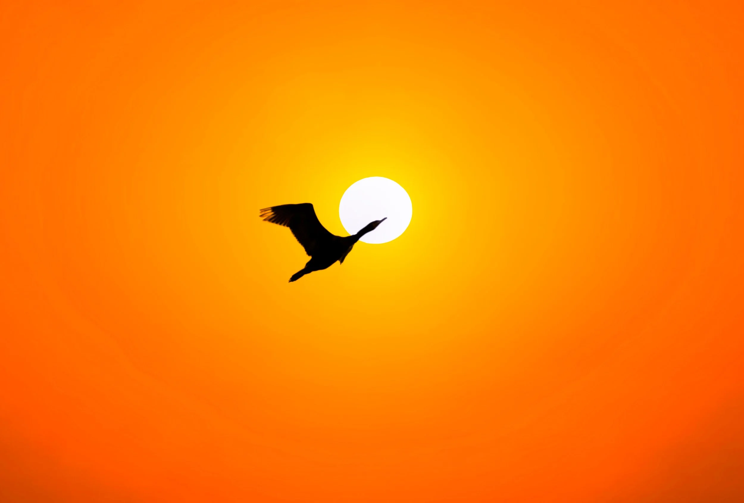 cormorant Sunset Sky.jpeg