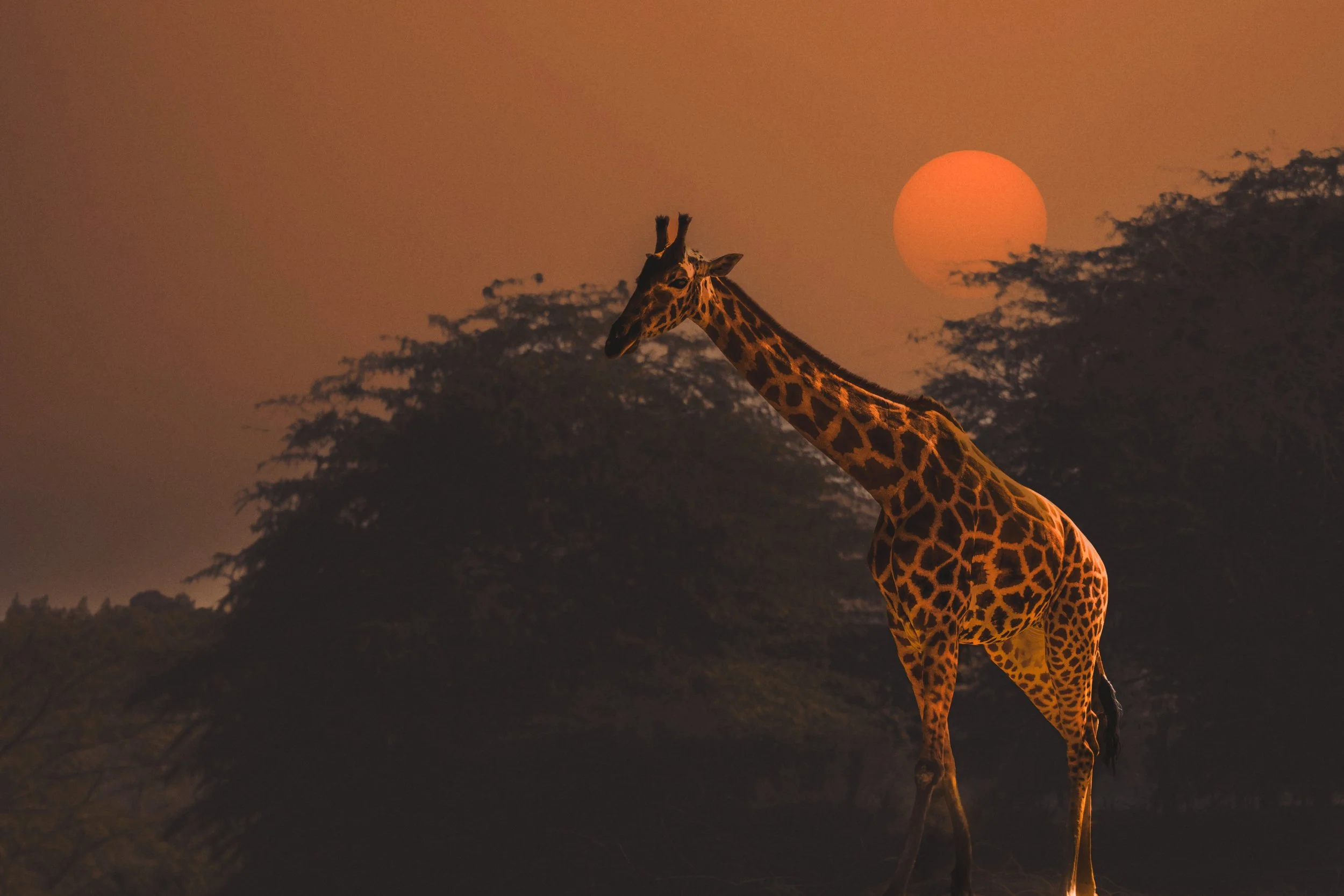 Girraffe sunset.jpeg