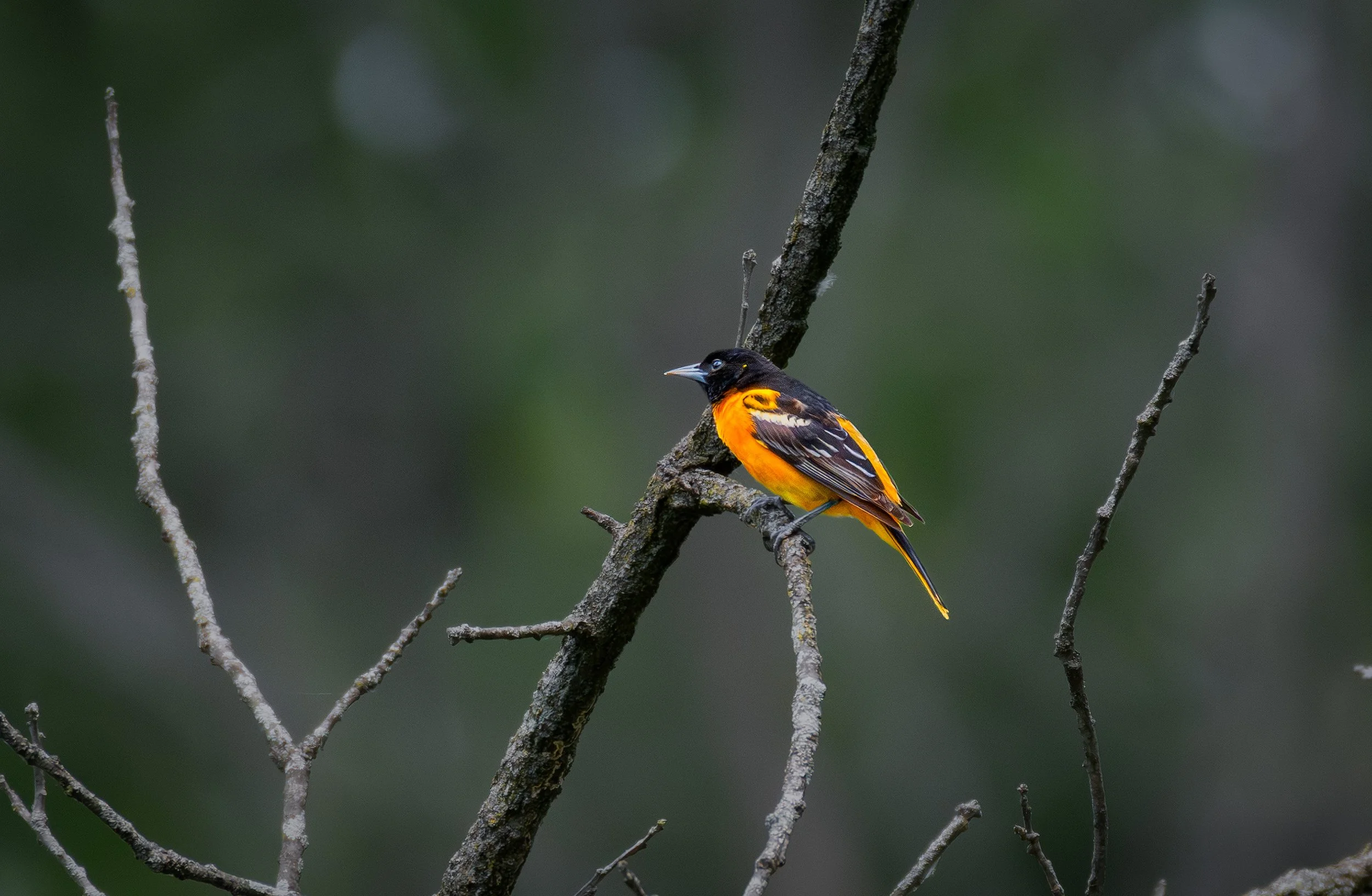 Oriole Baltimore.jpeg