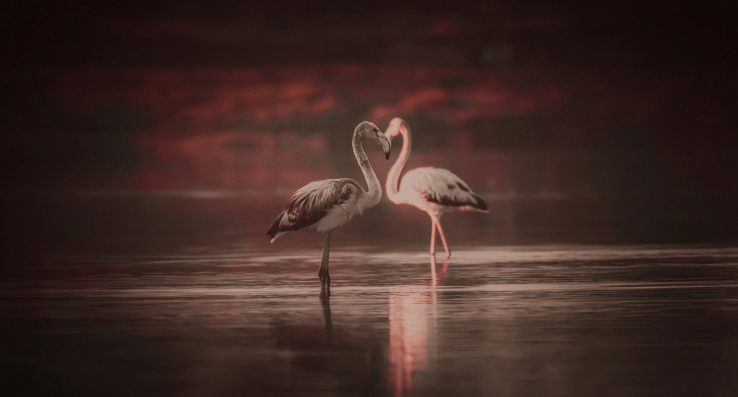 Heart Flamingo3.jpeg