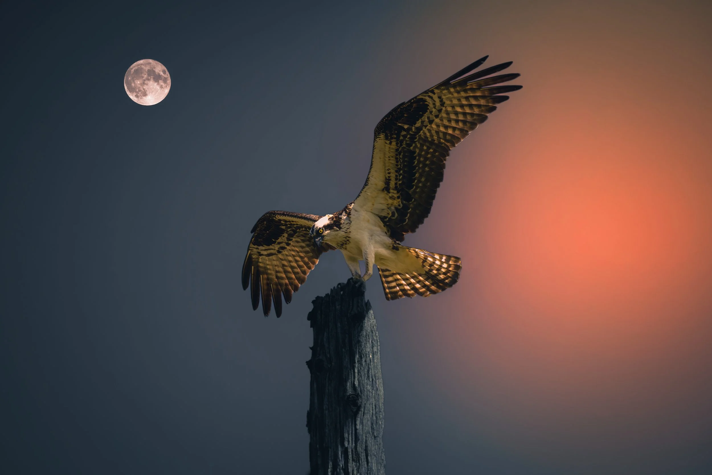 Osprey moon.jpeg