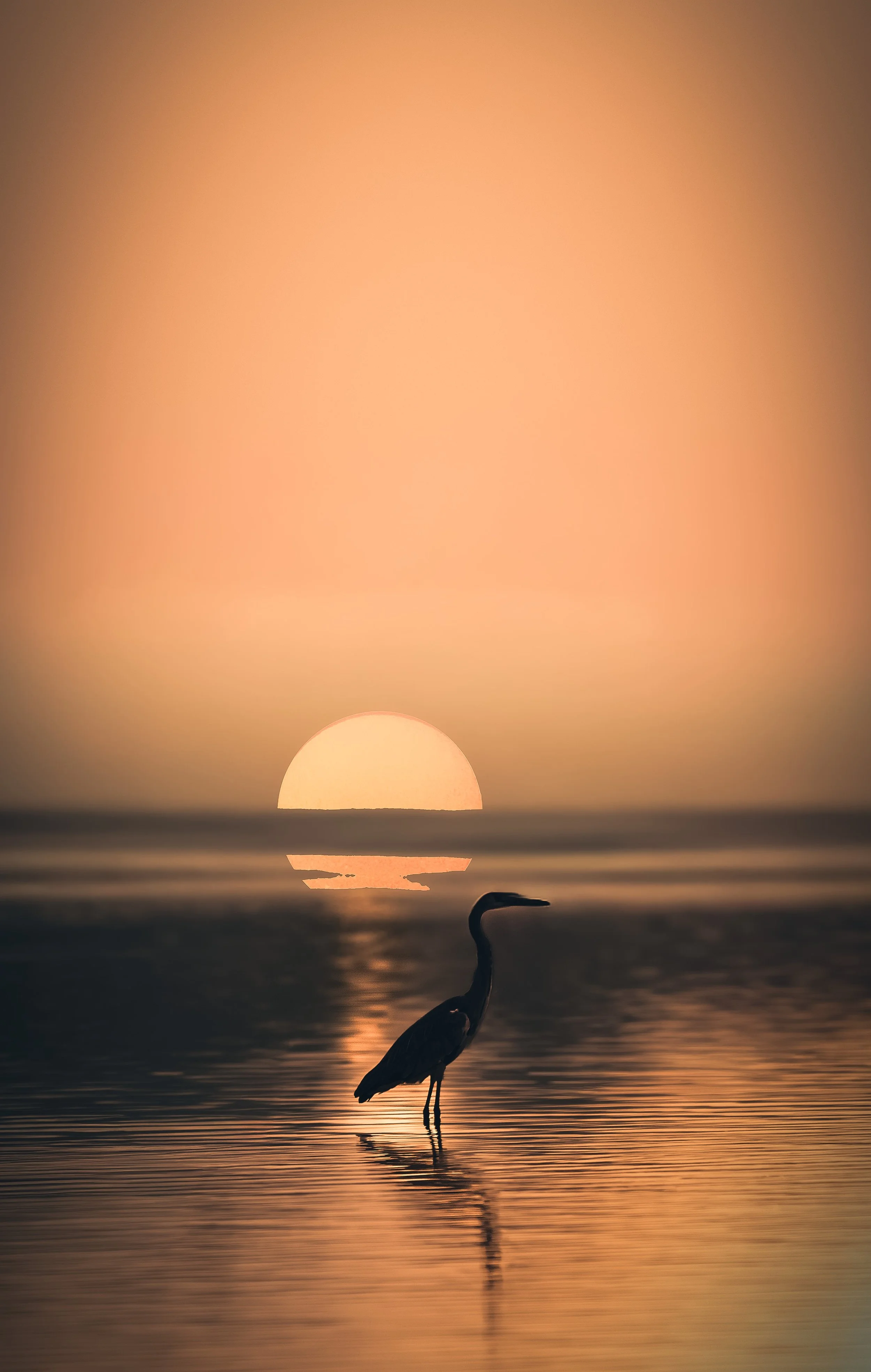 heron red sun2.jpeg