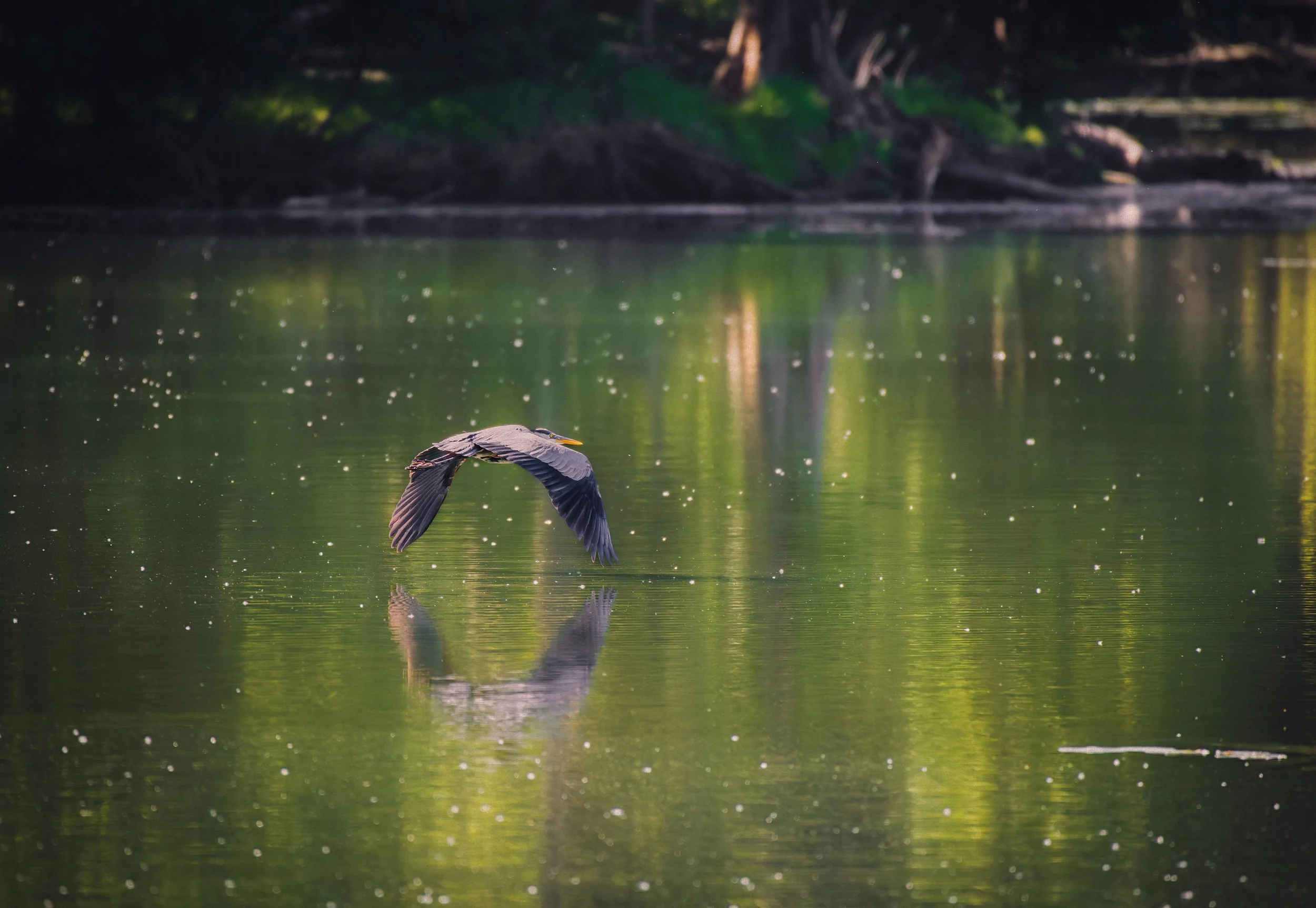 Great Heron Reflections.jpeg