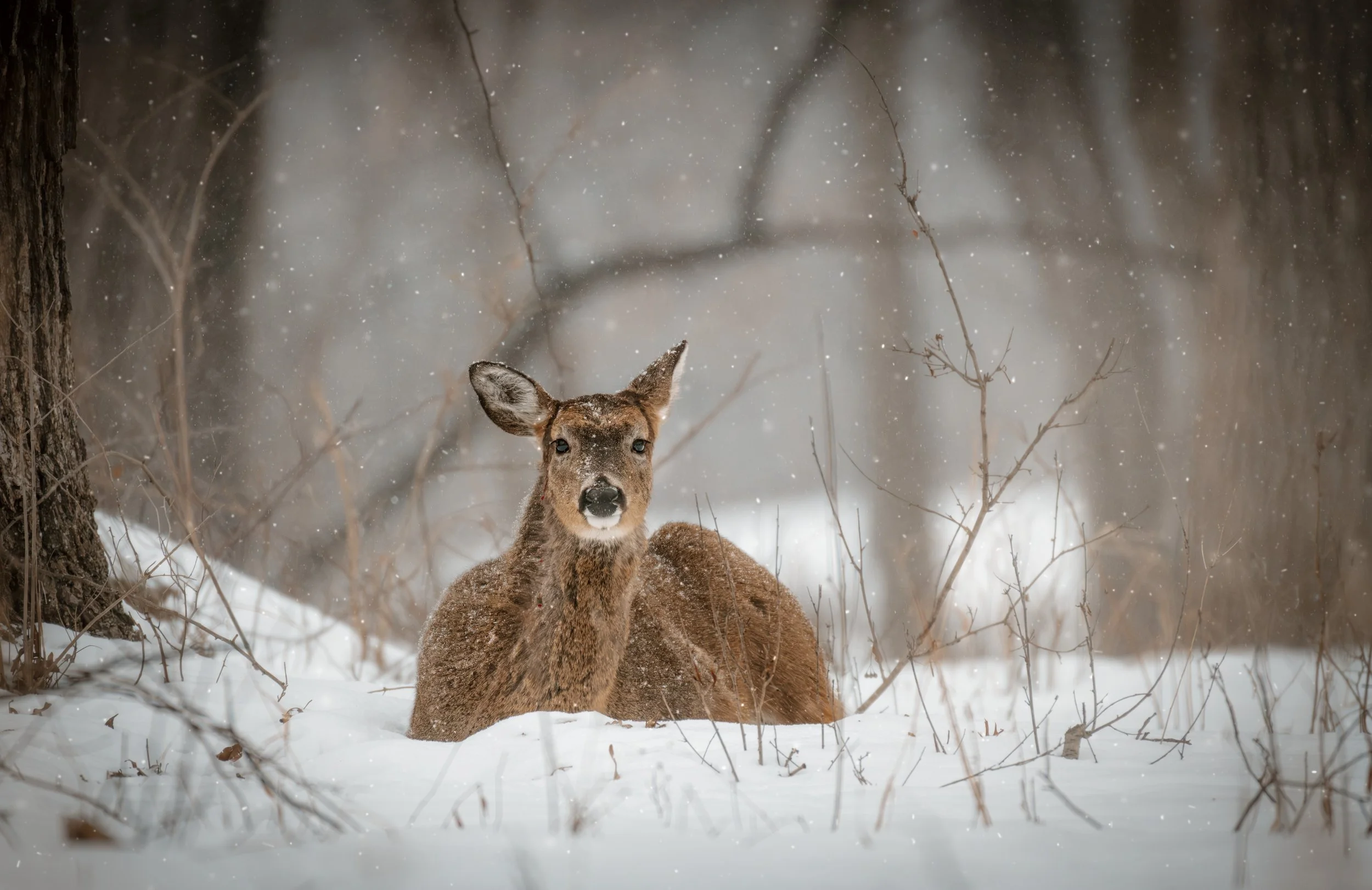 Sitting Deer.jpeg