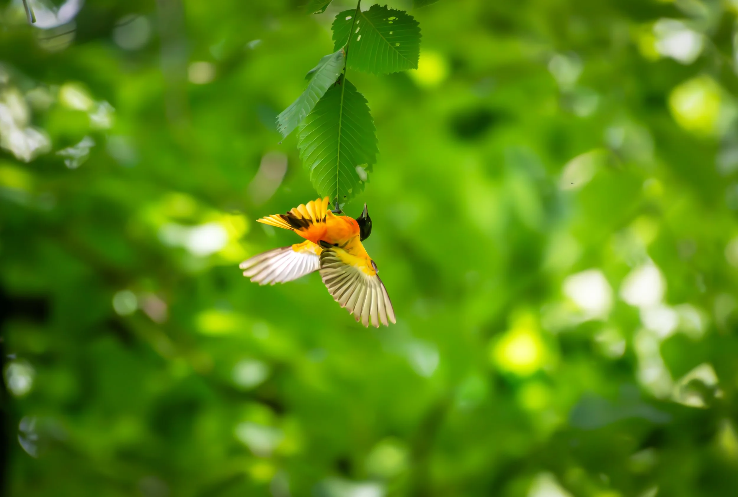 Oriolr oriole.jpeg