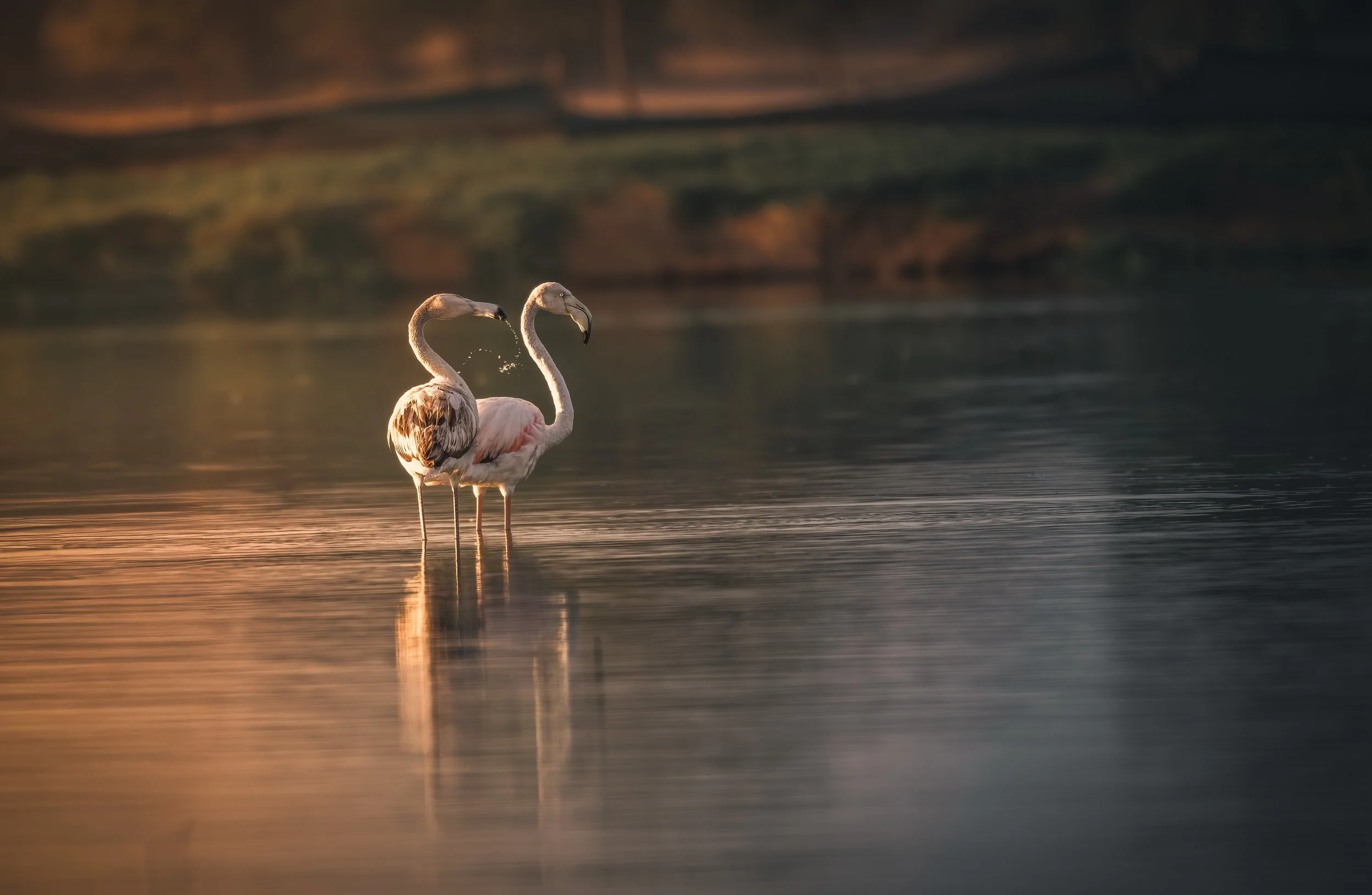 Double Flamingo.jpeg