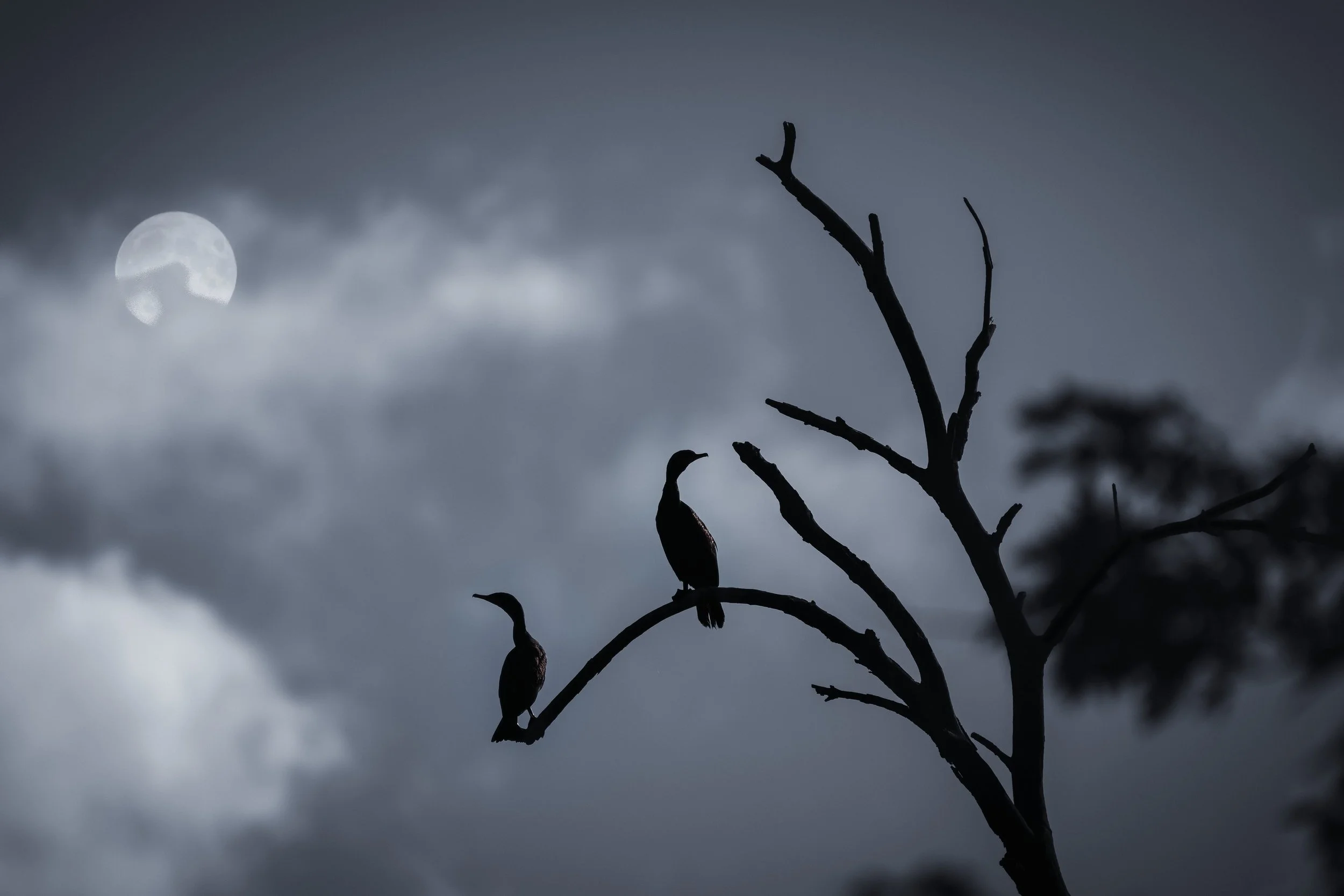 Cormrants silhouette3.jpeg