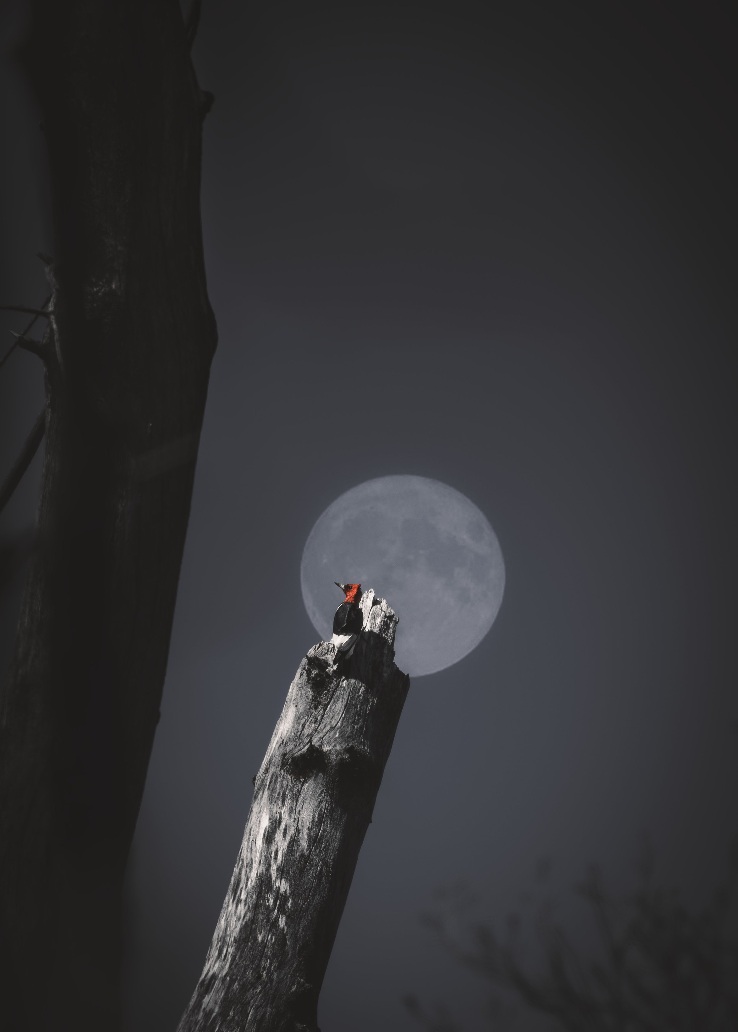 pecker moon4.jpeg