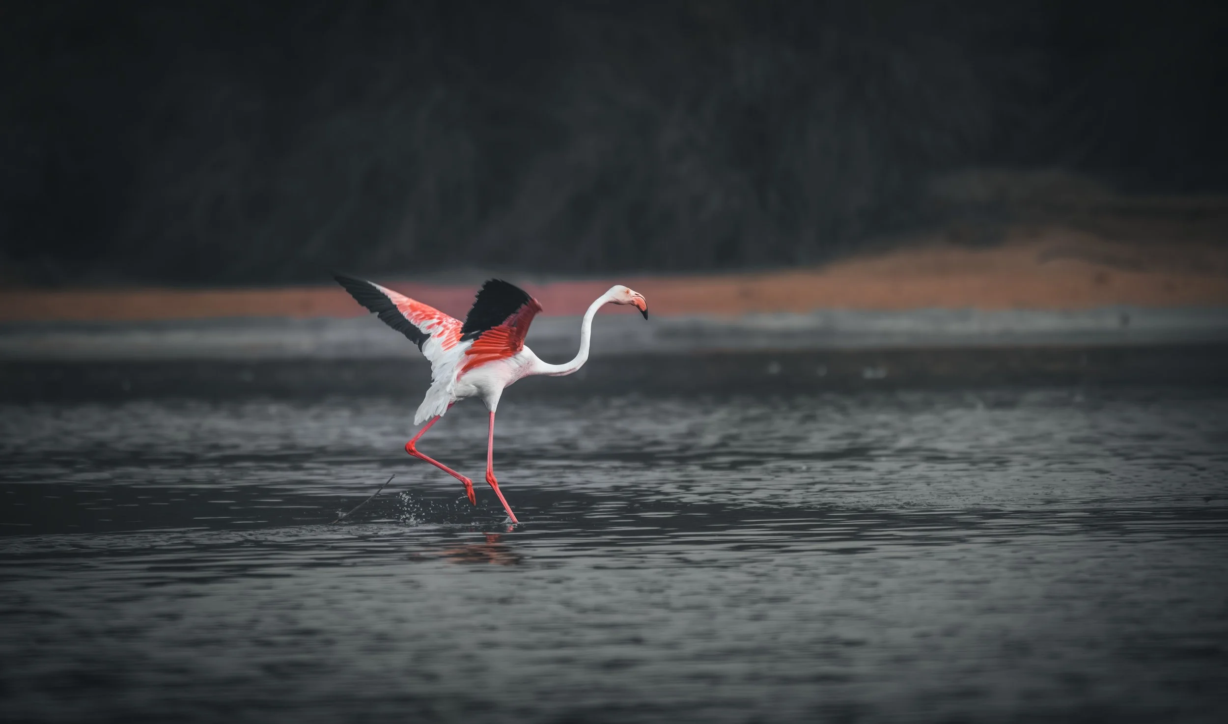 Flamingo Landing.jpeg
