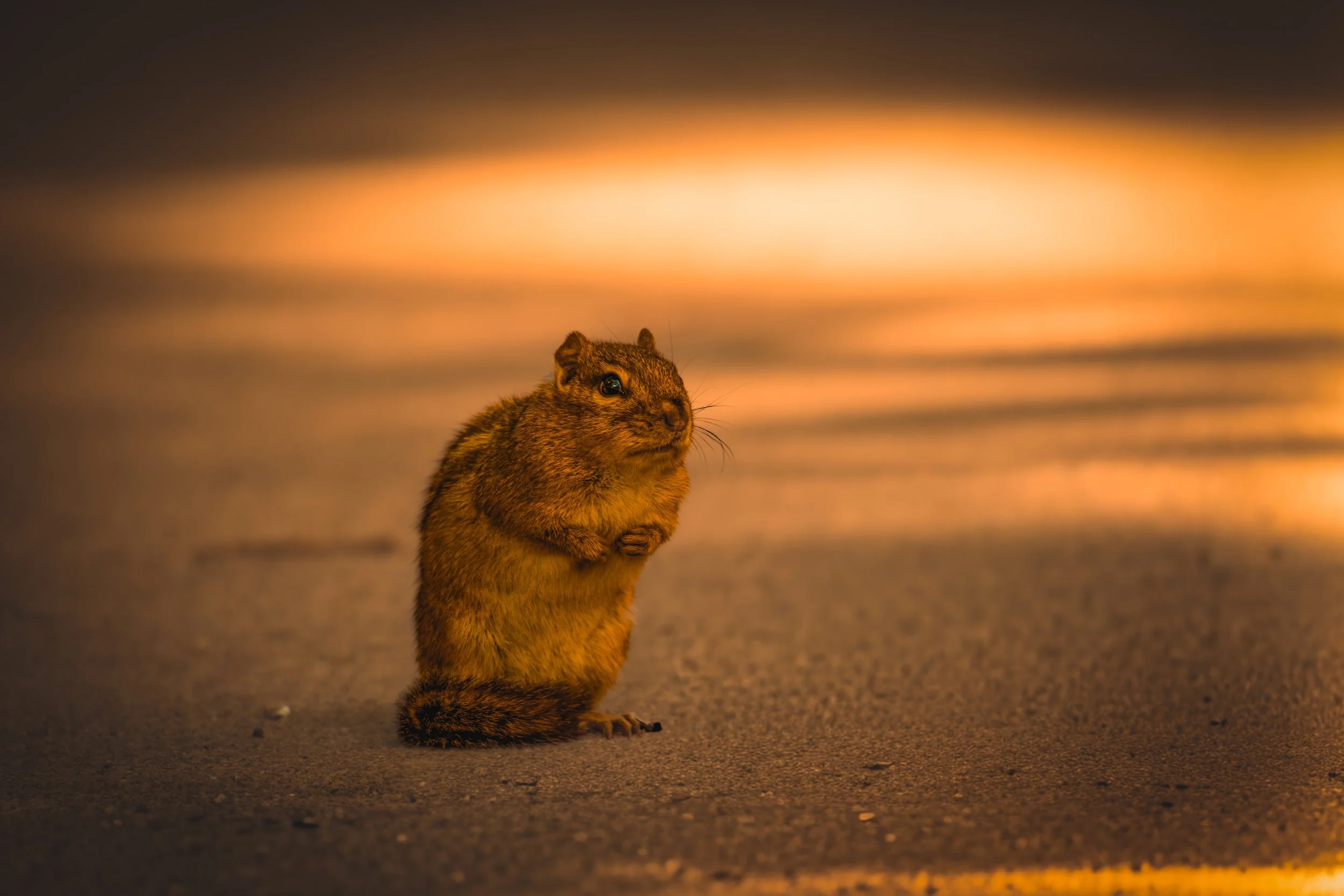 chipmunck evening.jpeg