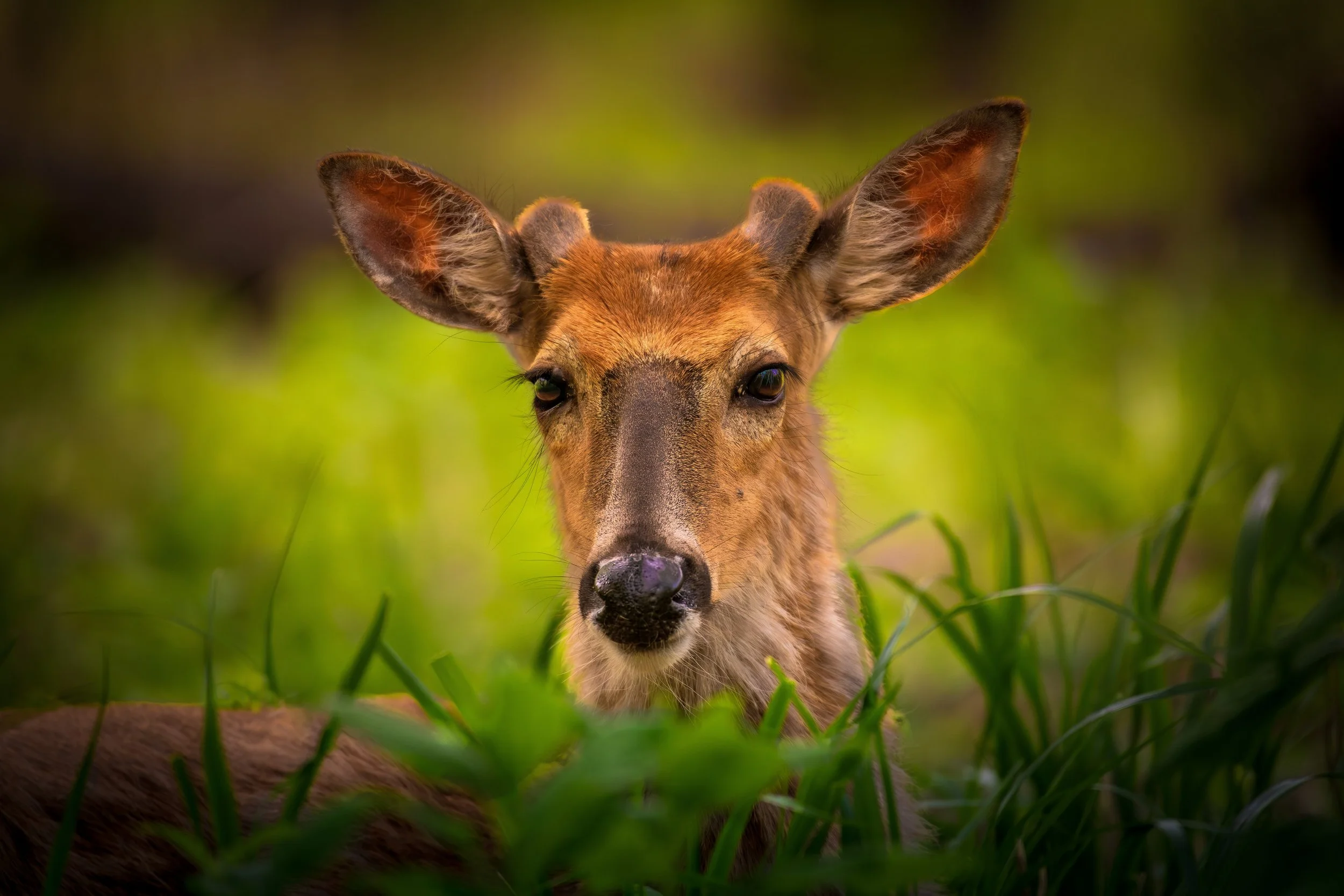 Deer portrait.jpeg