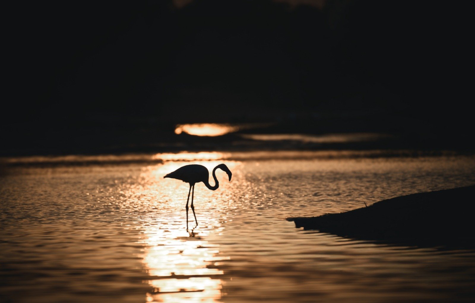 WhatsApp Image 2026-02-17 at 10.47.37 AM.jpeg