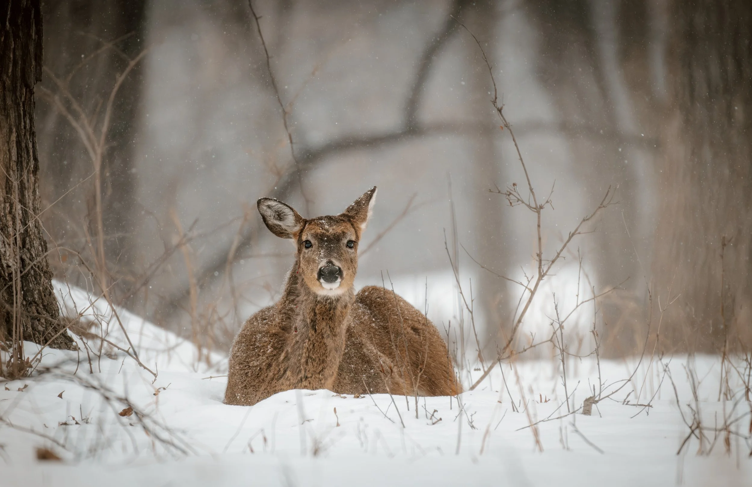 Sitting deer in snow.jpeg