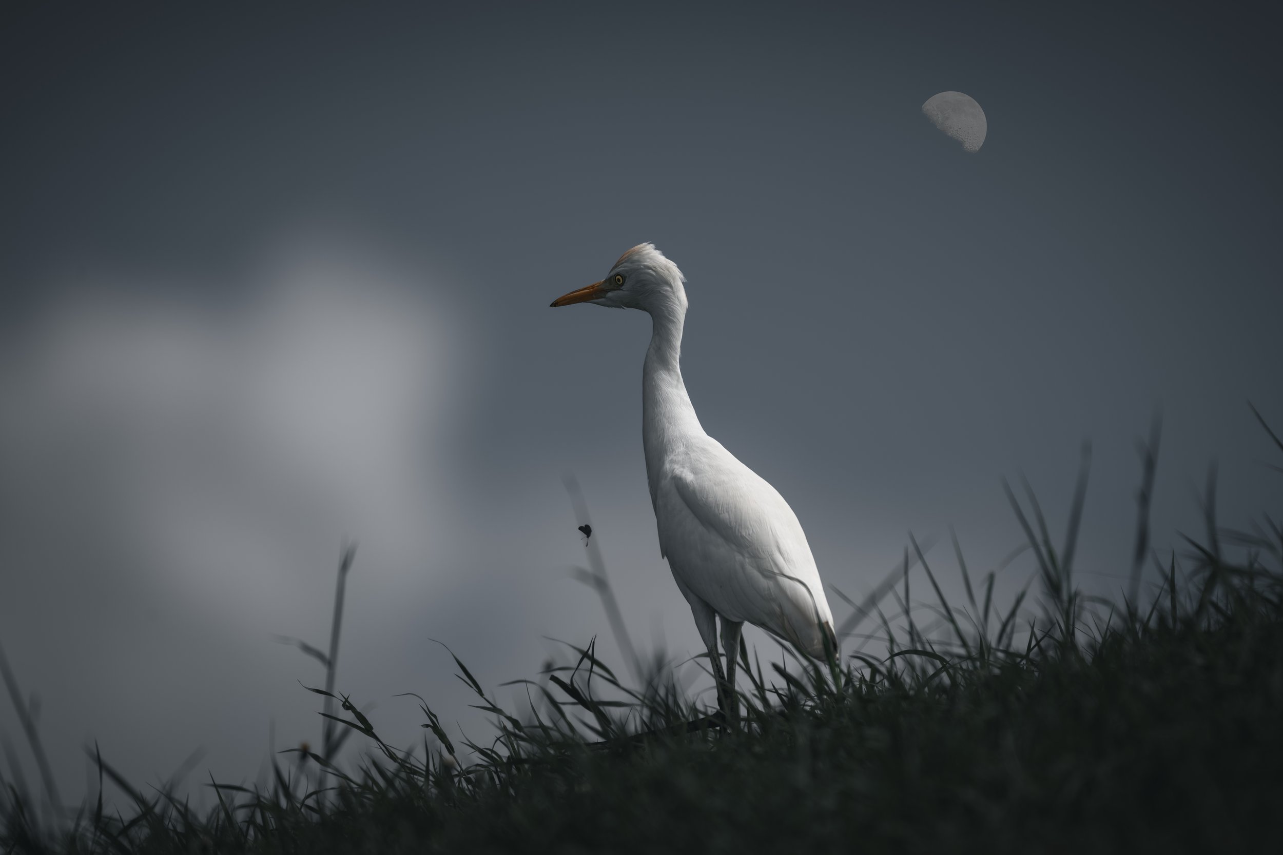 Egret Drama.jpeg